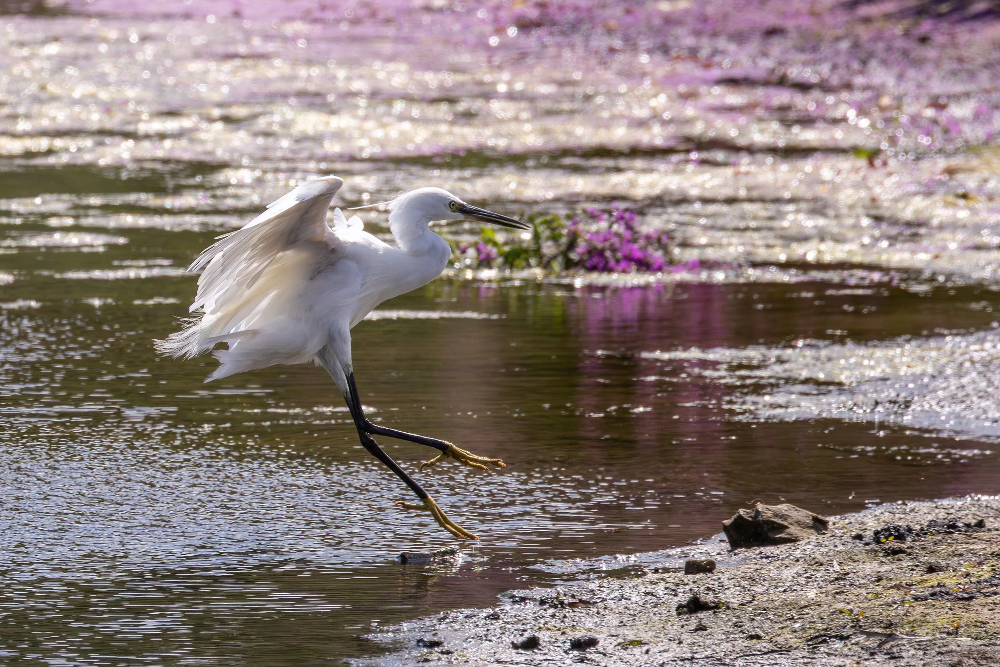 Little Egret