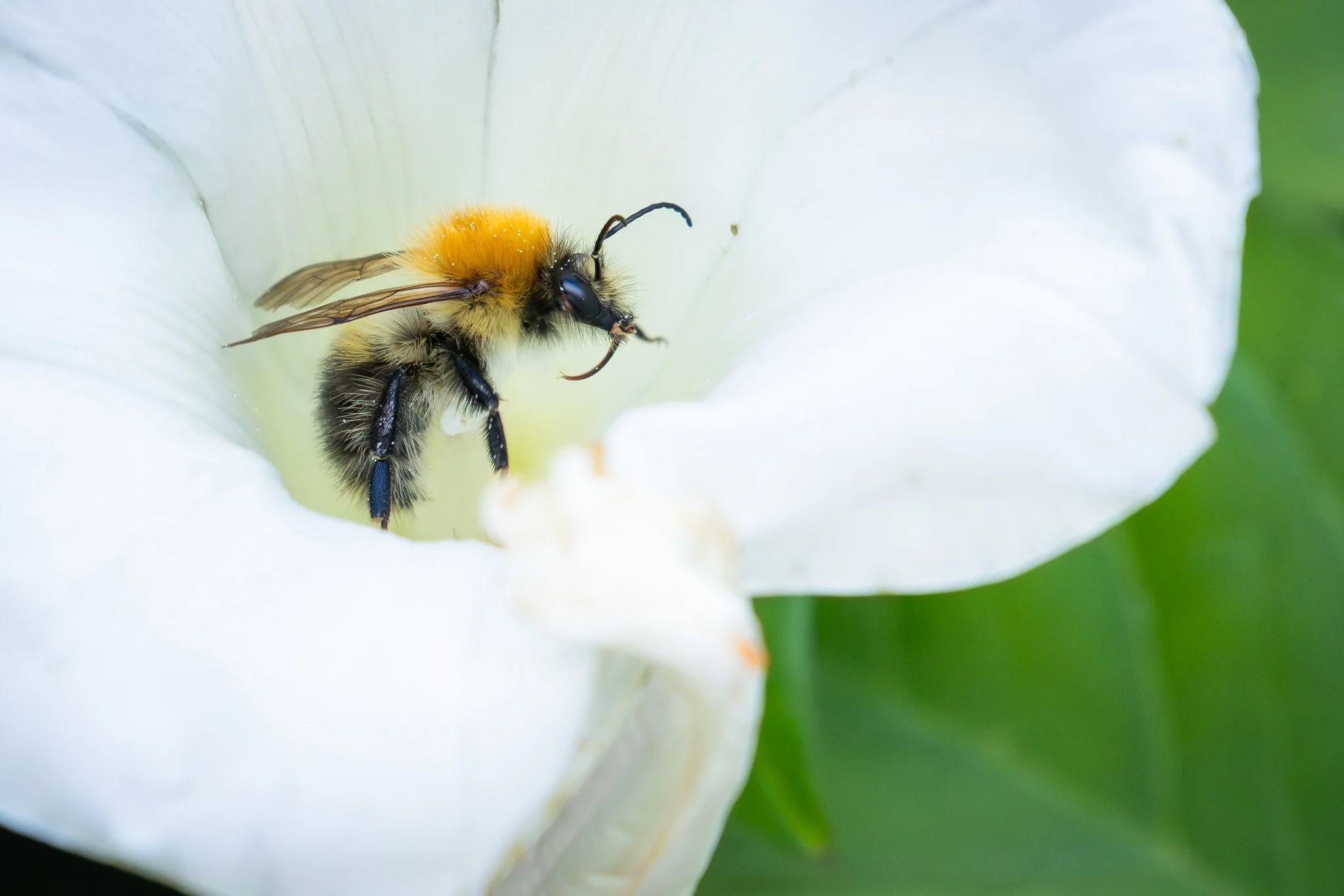 Bumblebee