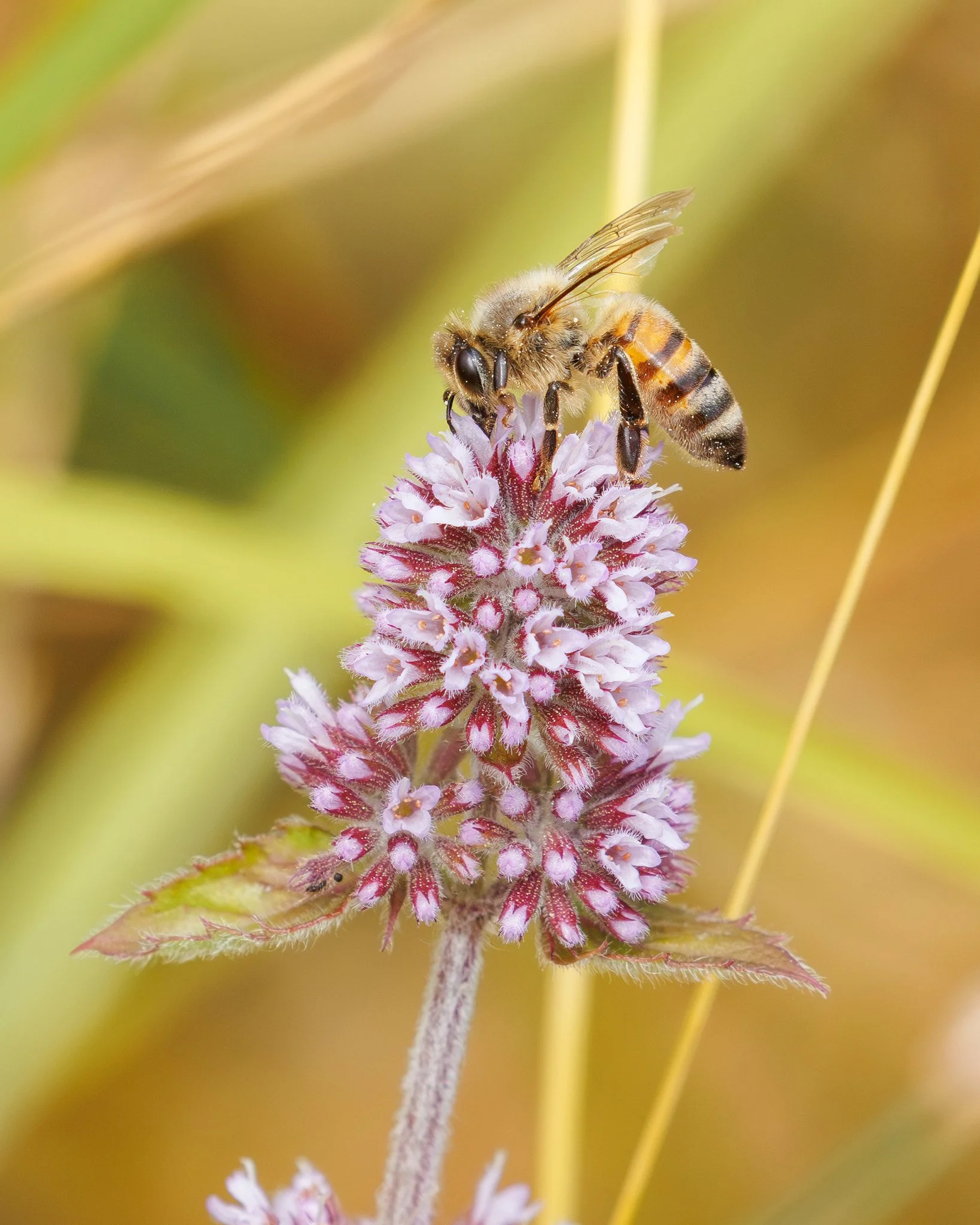 Honey Bee