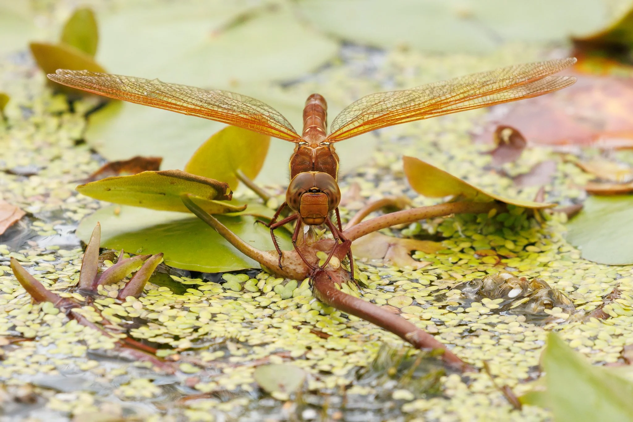 Brown Hawker Dragonfly