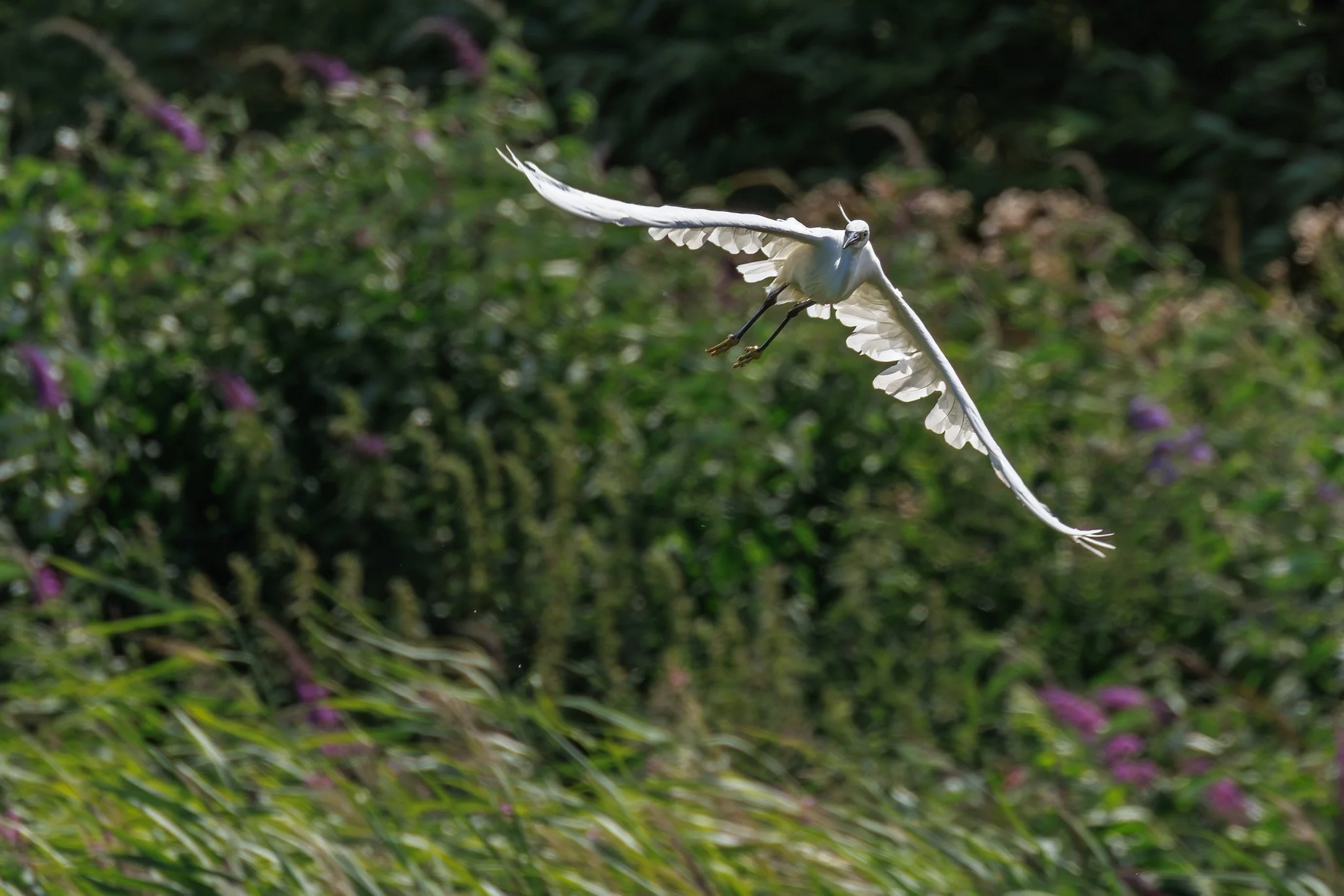 Little Egret