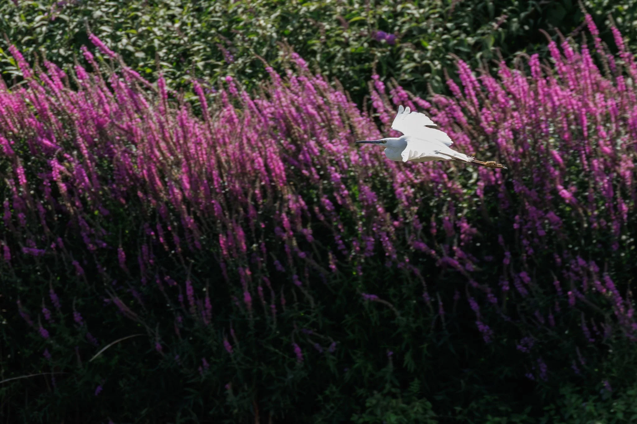 Little Egret