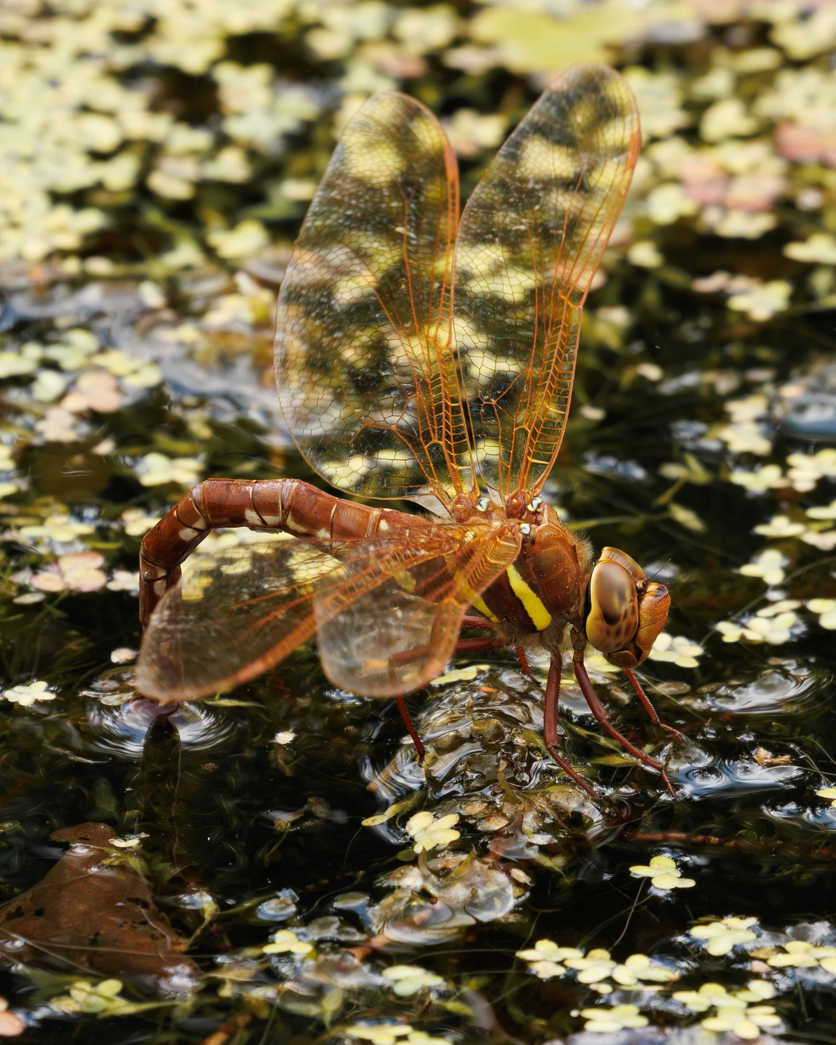 Brown Hawker Dragonfly