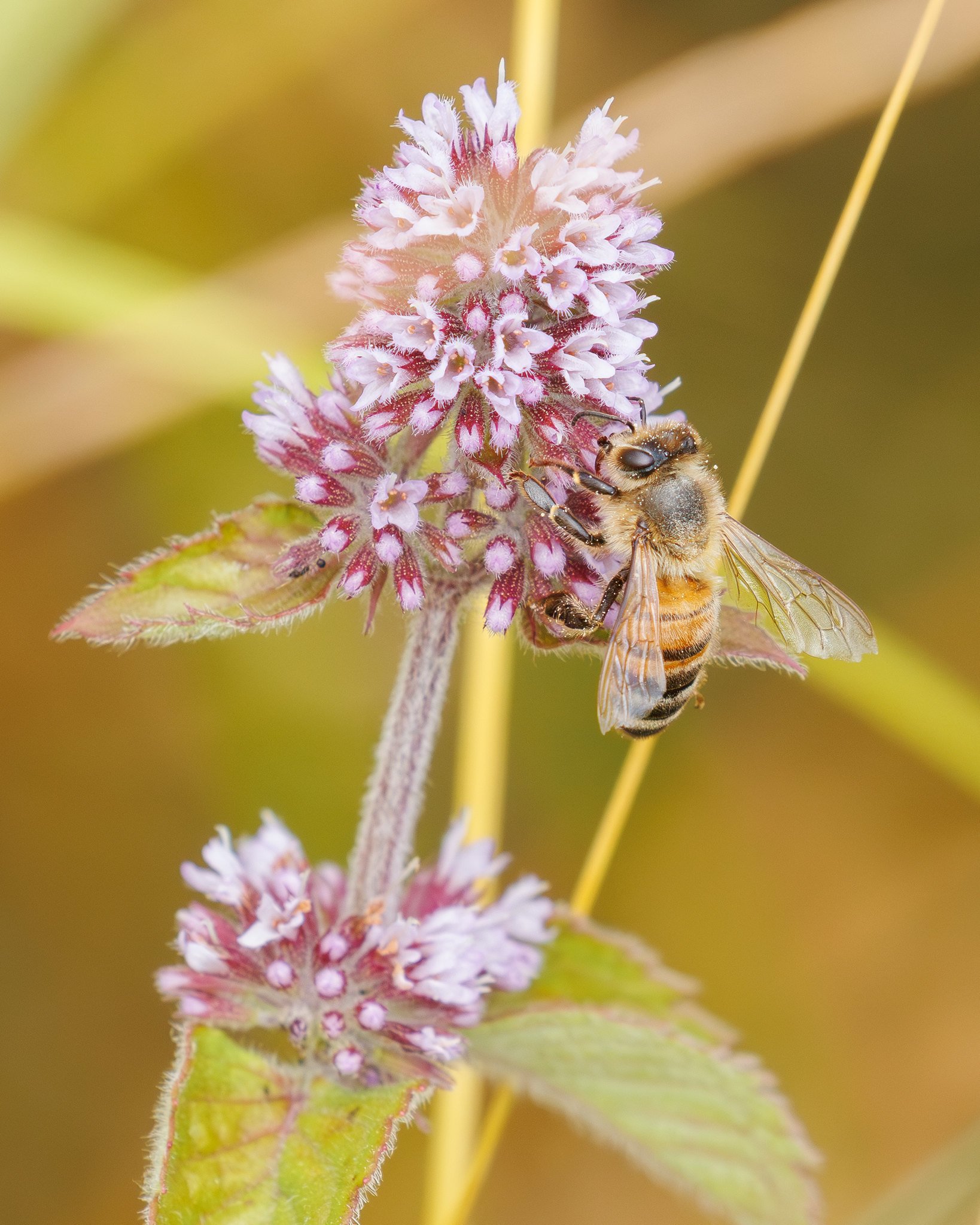 Honey Bee
