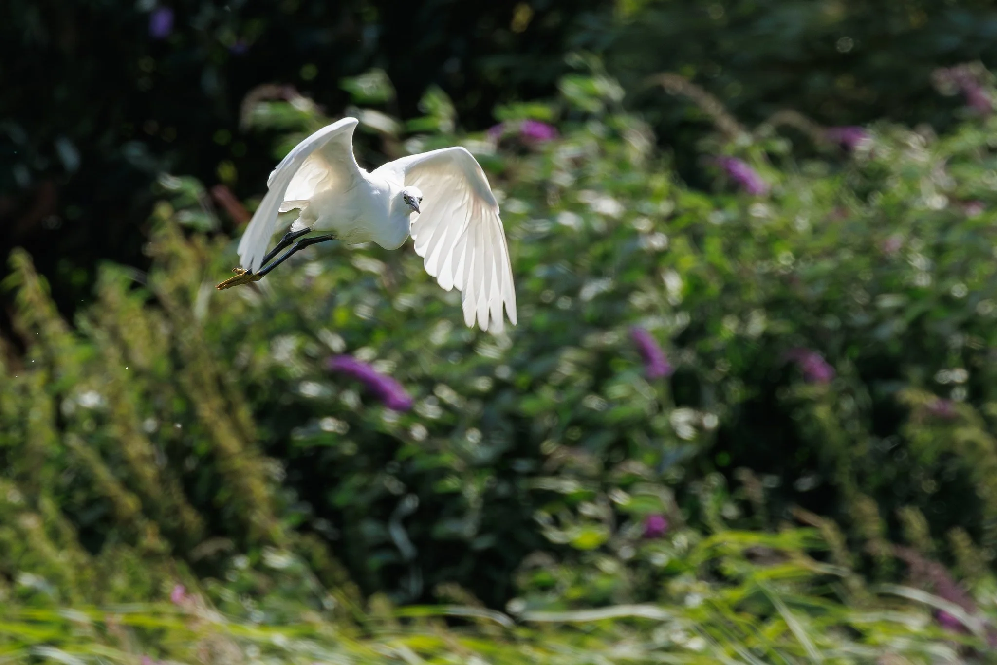 Little Egret