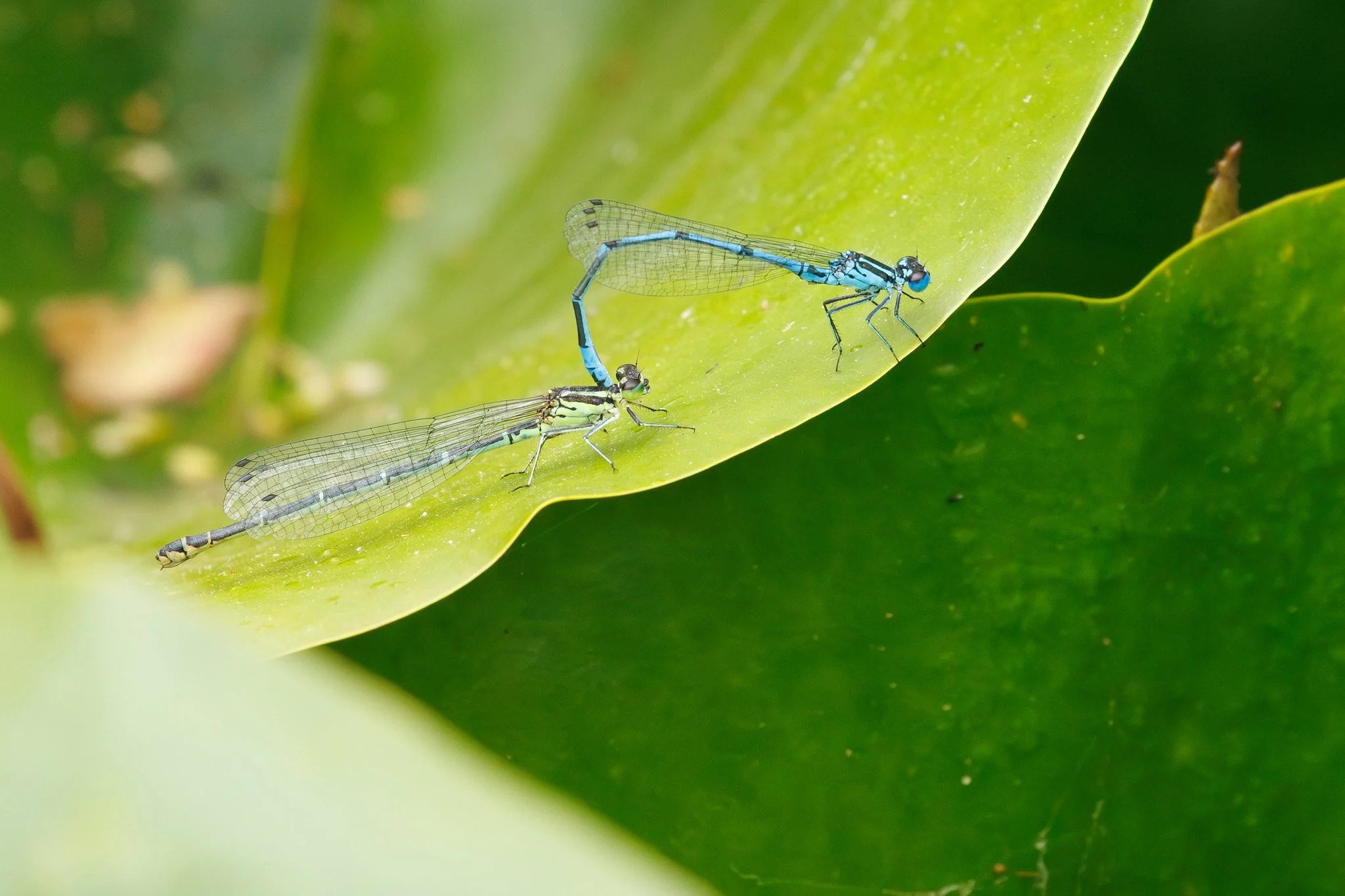 Azure Damselfly