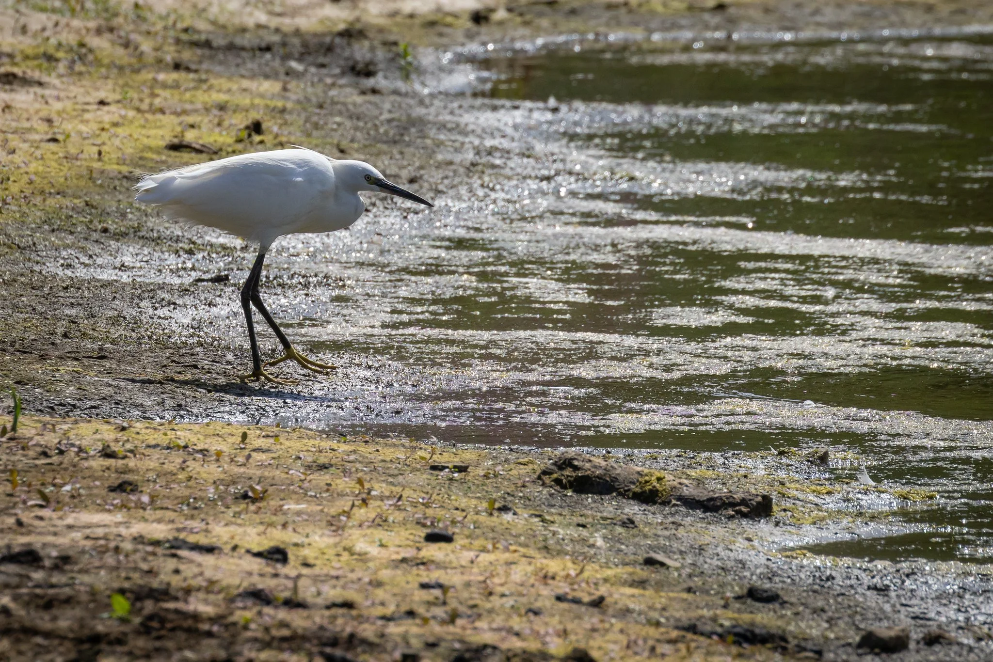 Little Egret