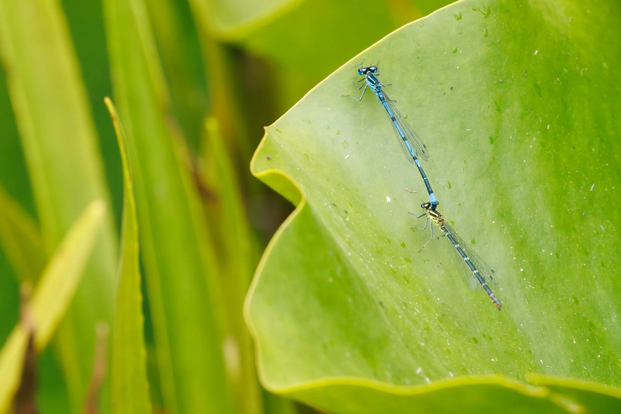 Azure Damselfly
