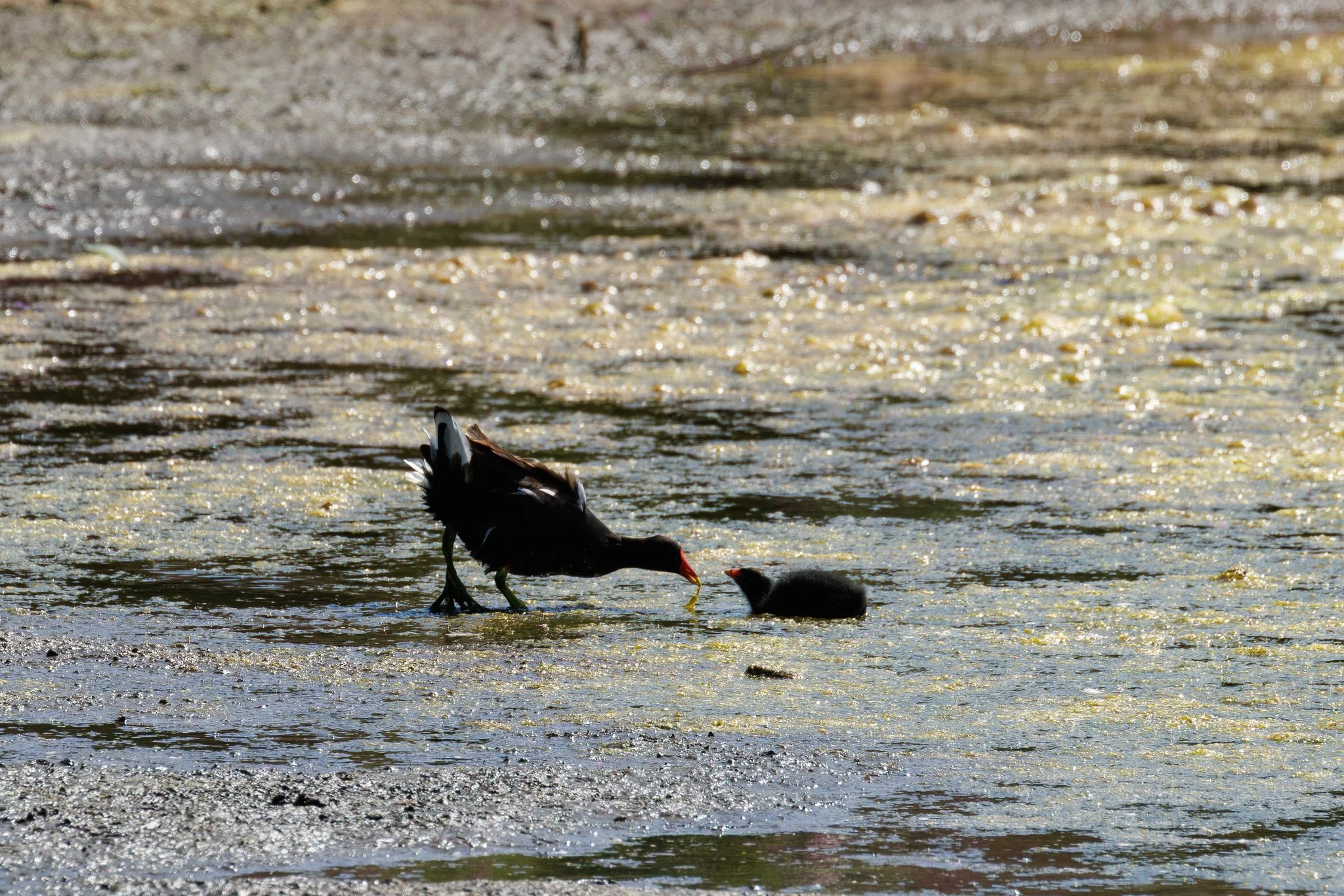 Moorhen