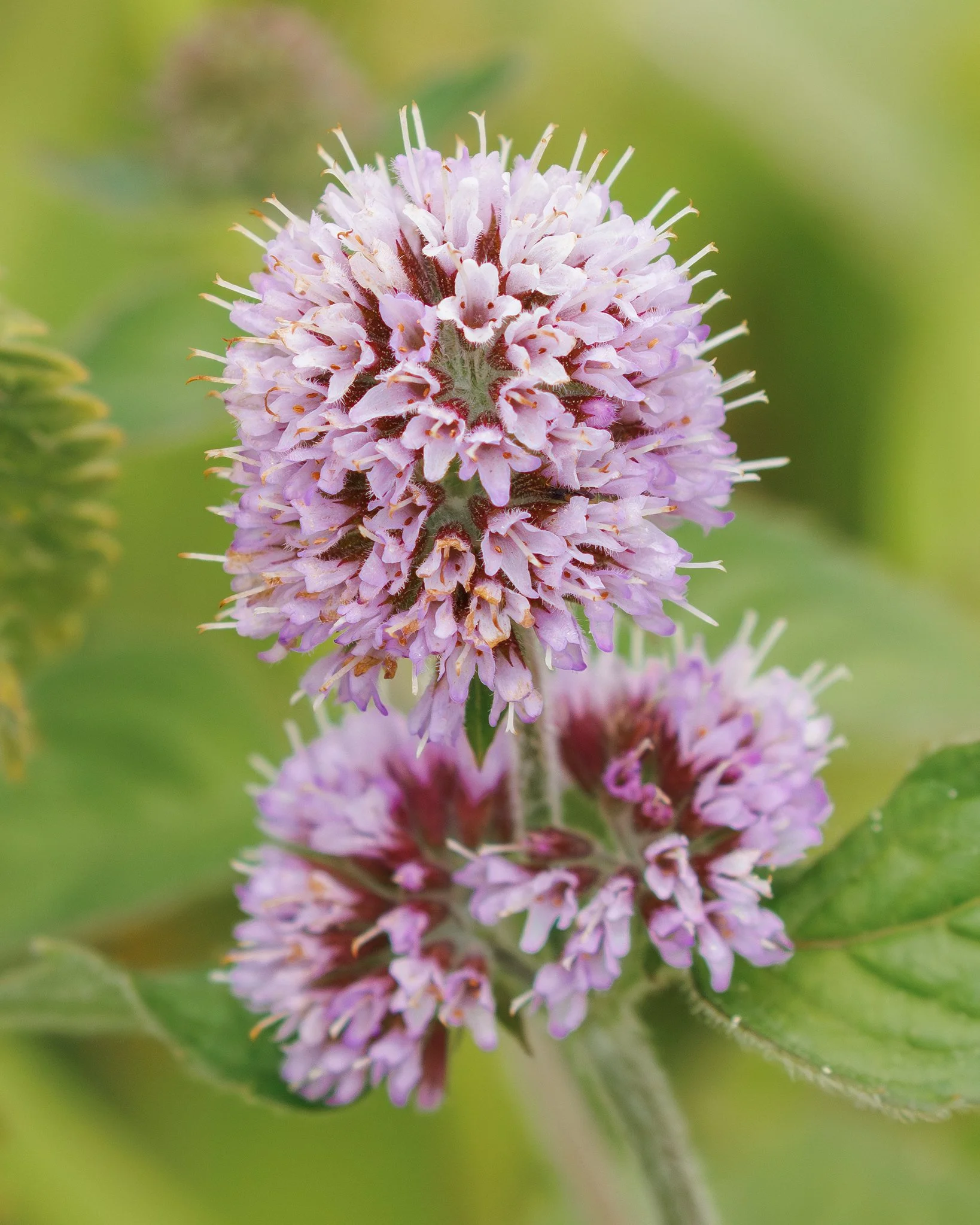 Water Mint