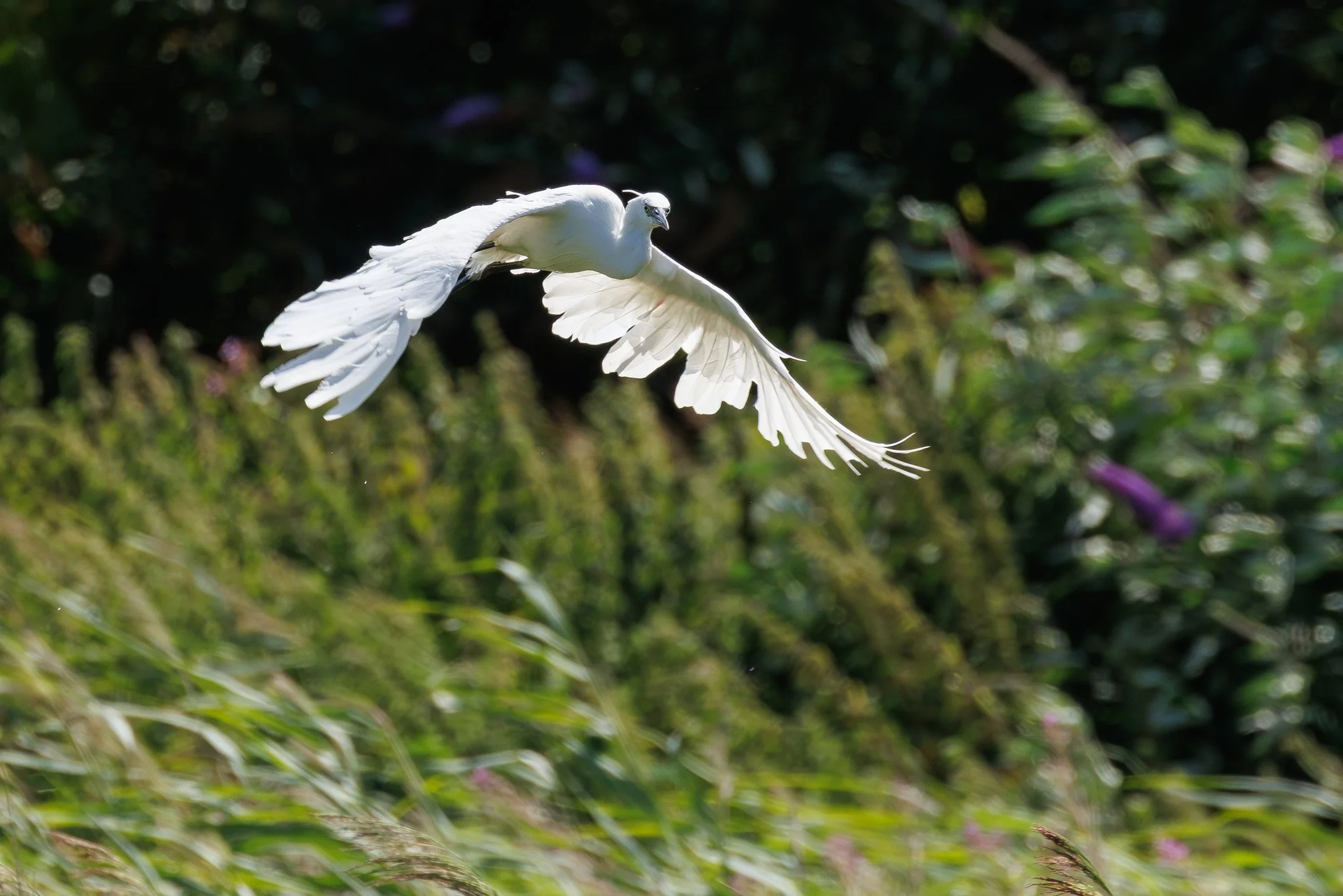 Little Egret