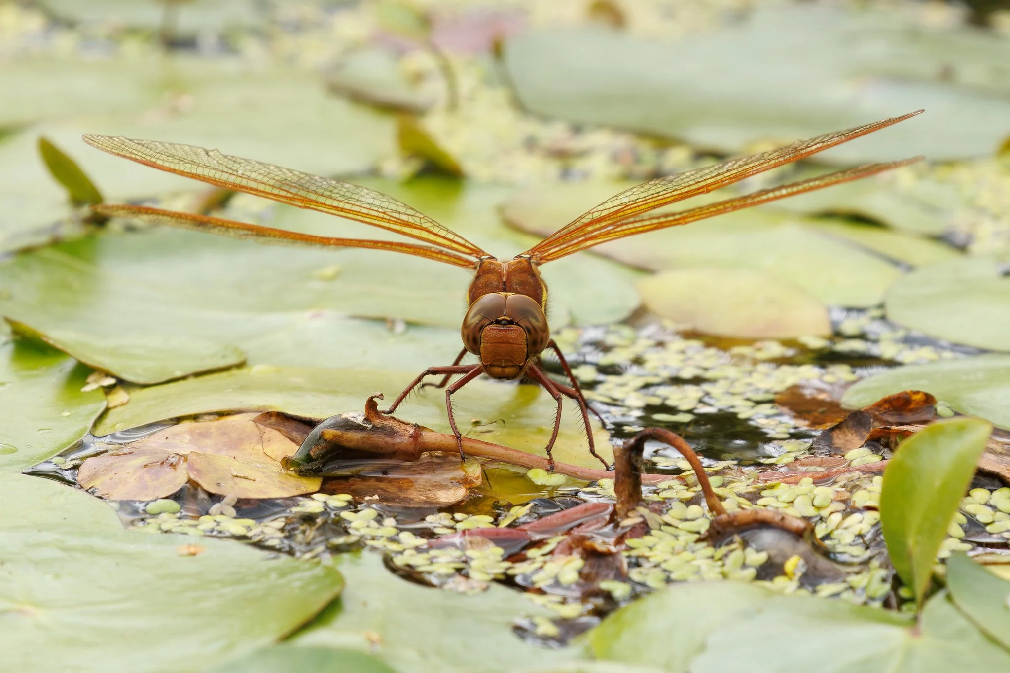 Brown Hawker Dragonfly