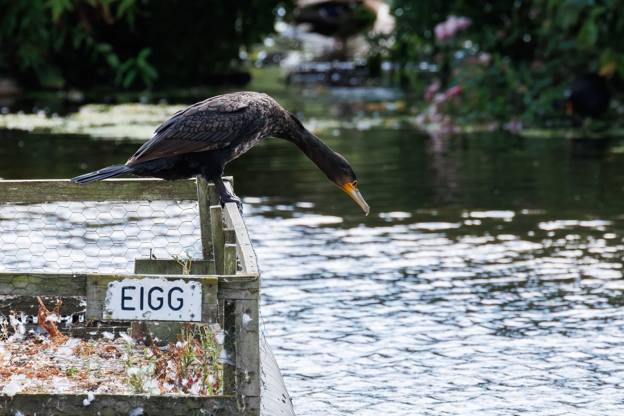 Cormorant
