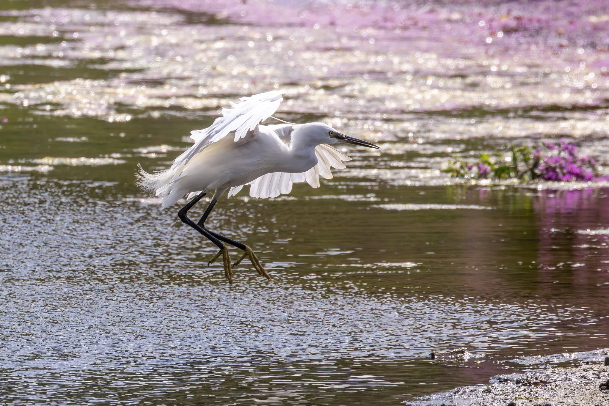 Little Egret