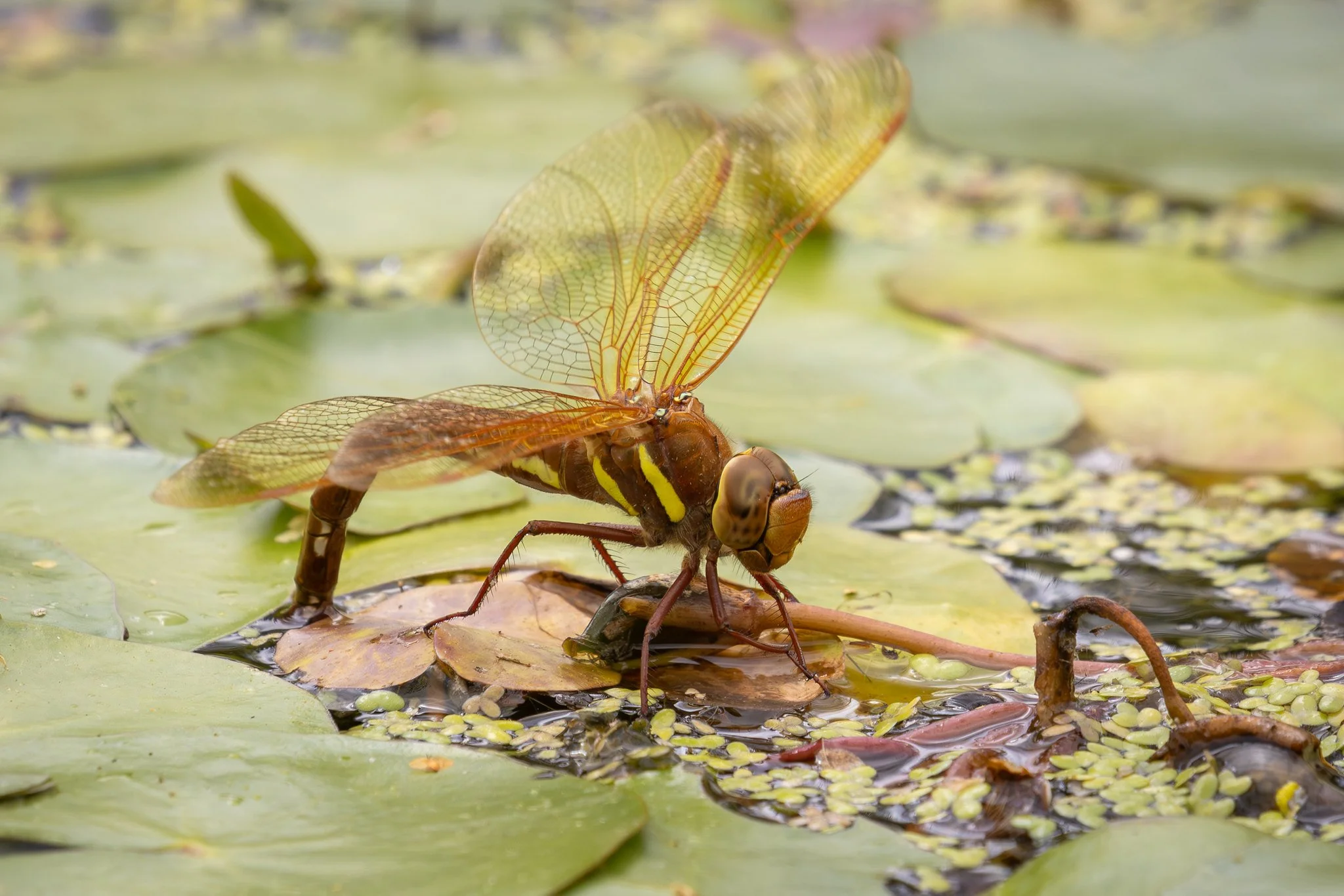 Brown Hawker Dragonfly