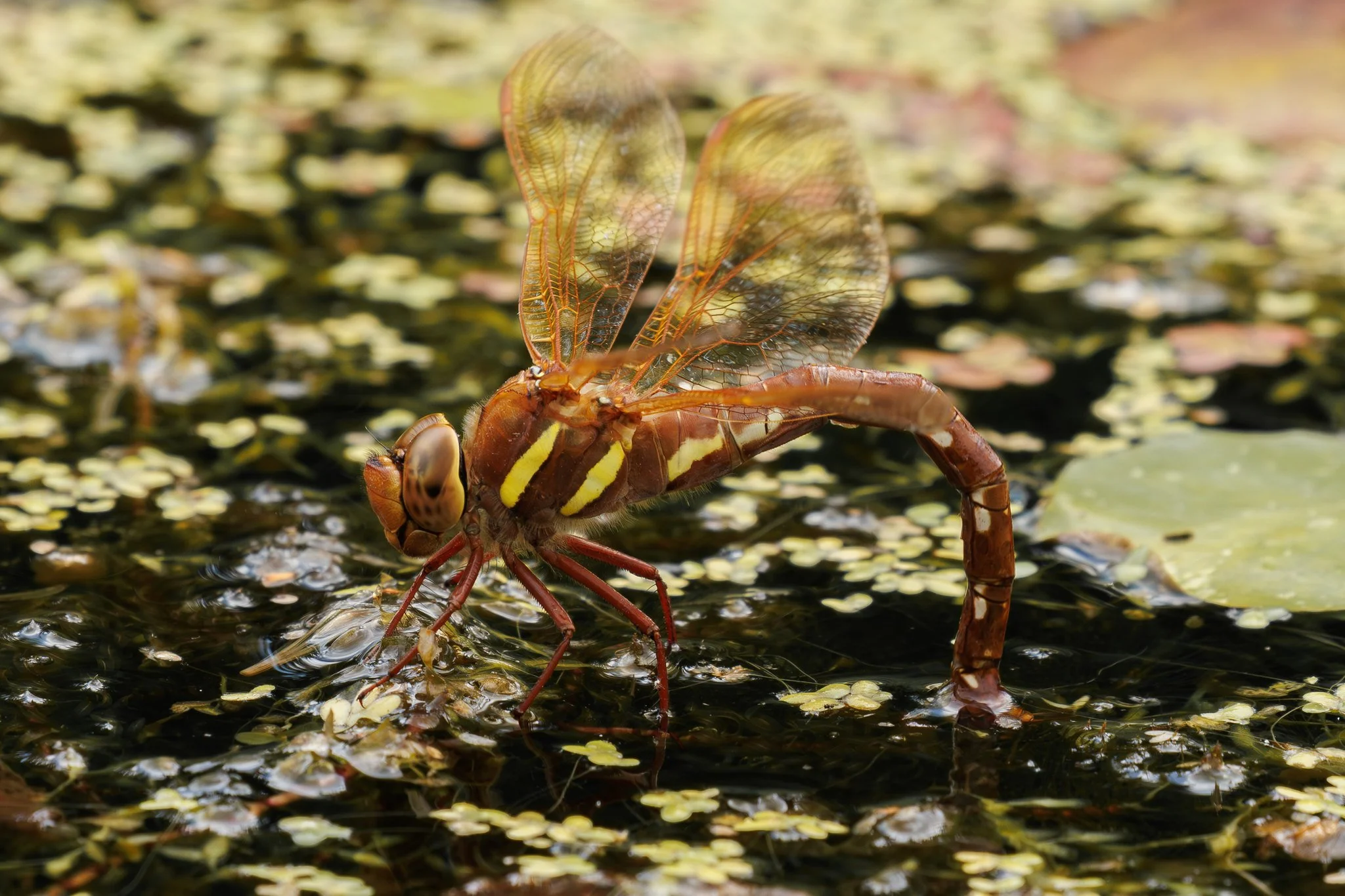 Brown Hawker Dragonfly
