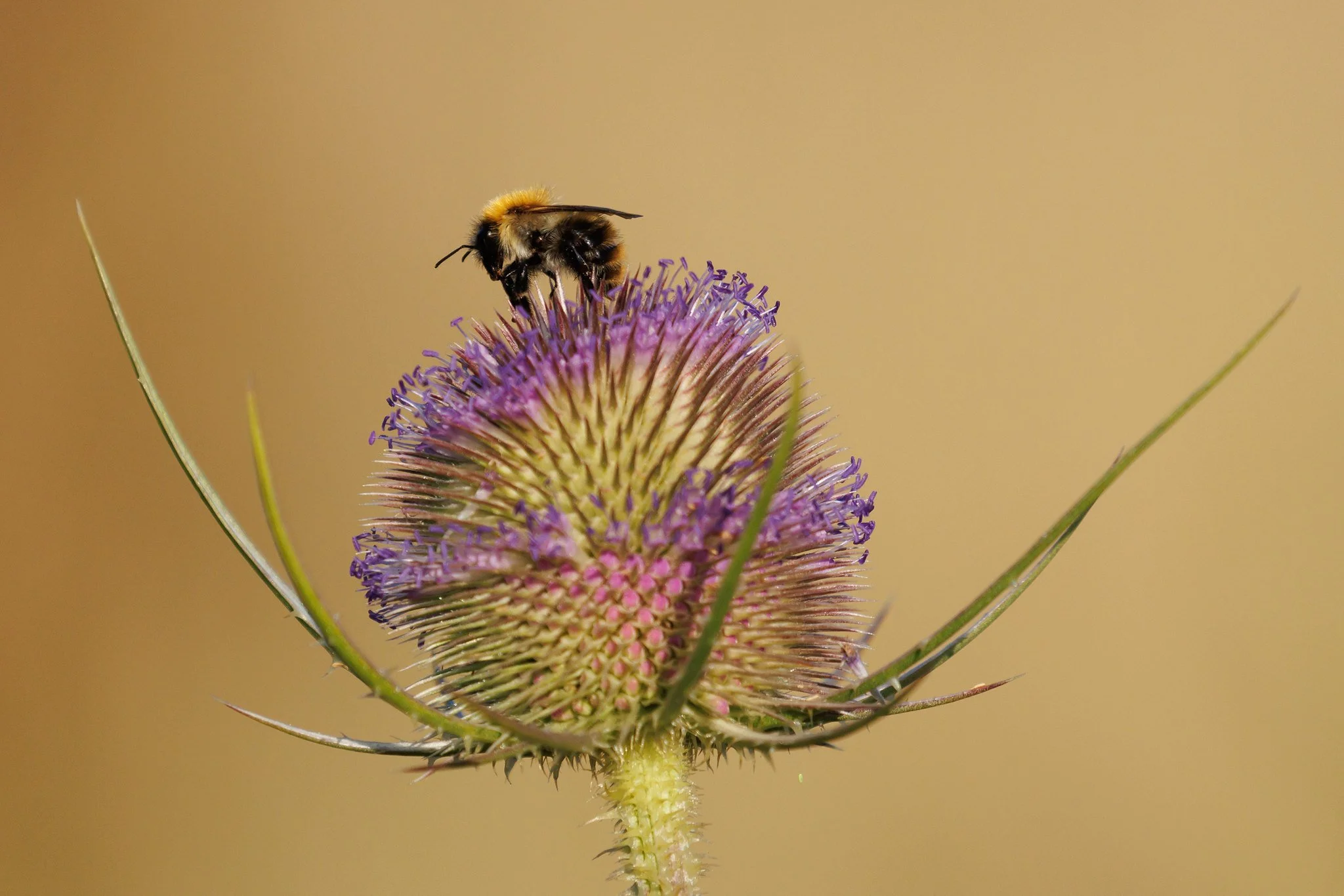 Common Carder Bee