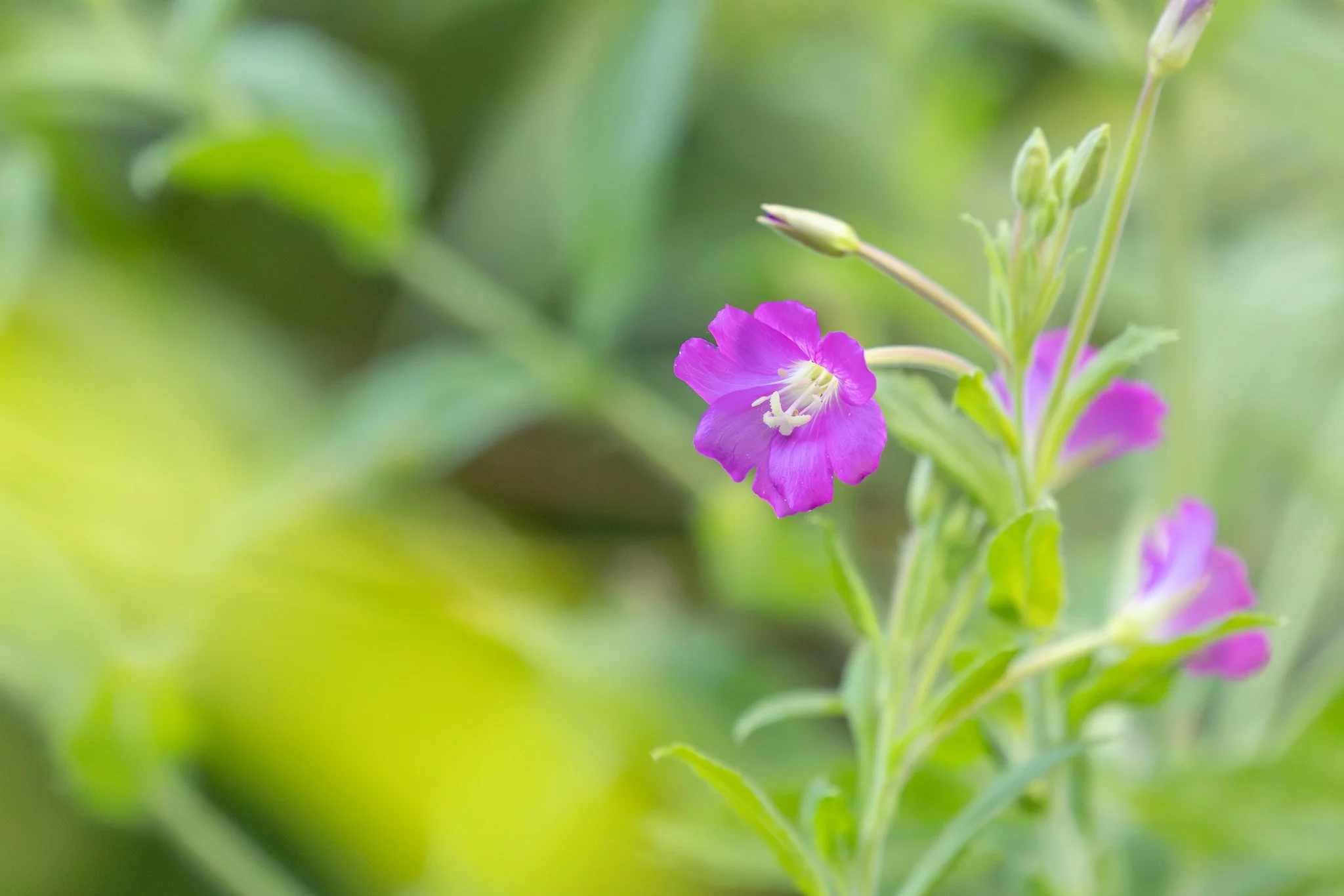 Great Willowherb