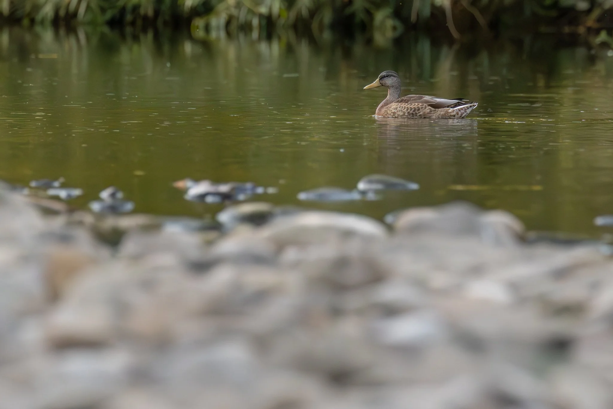 Mallard