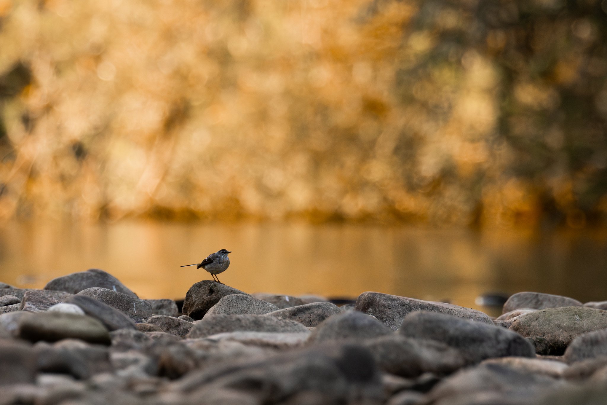 Grey Wagtail