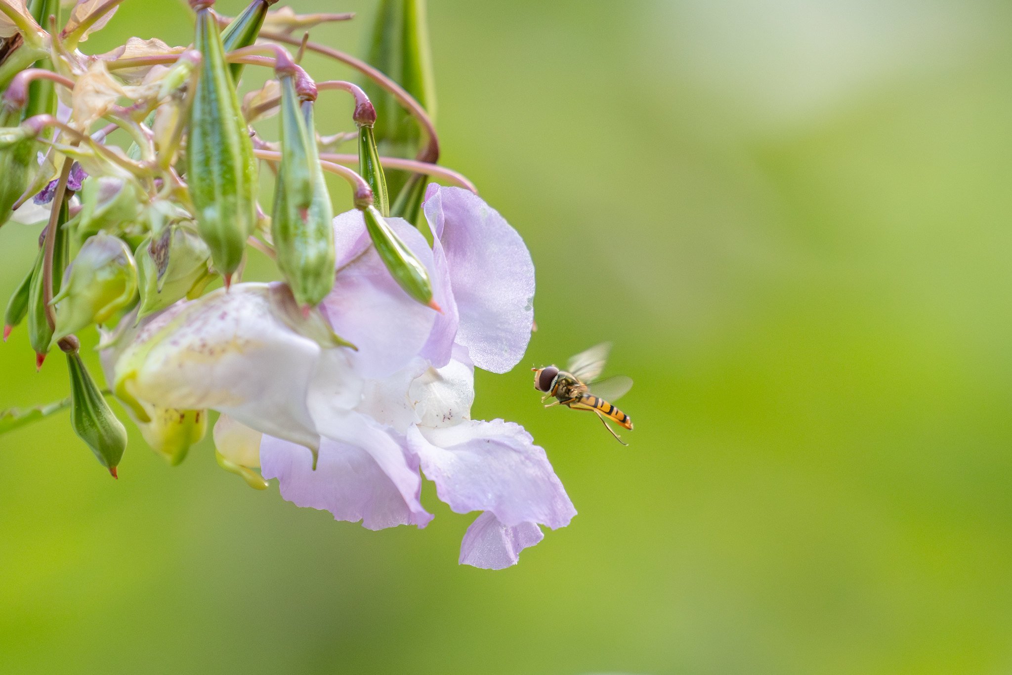 Hoverfly