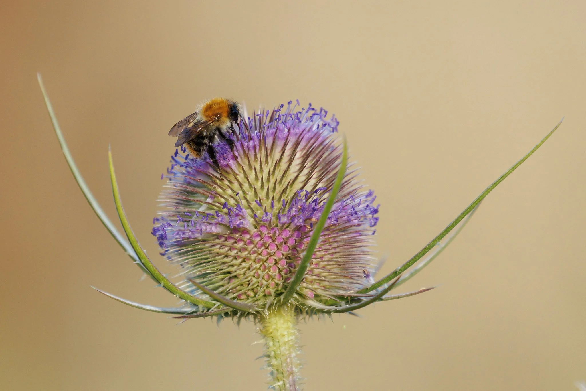 Common Carder Bee