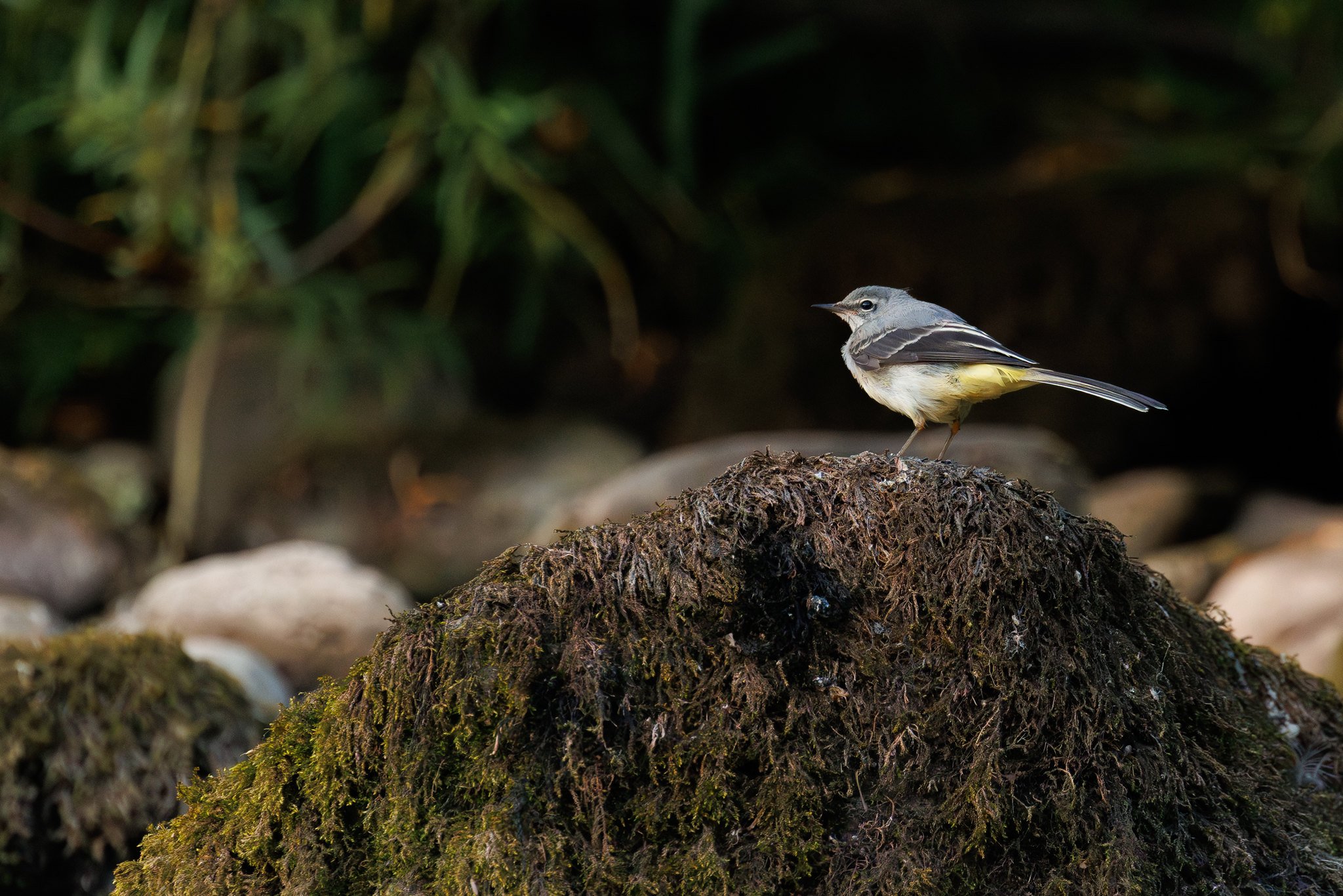 Grey Wagtail