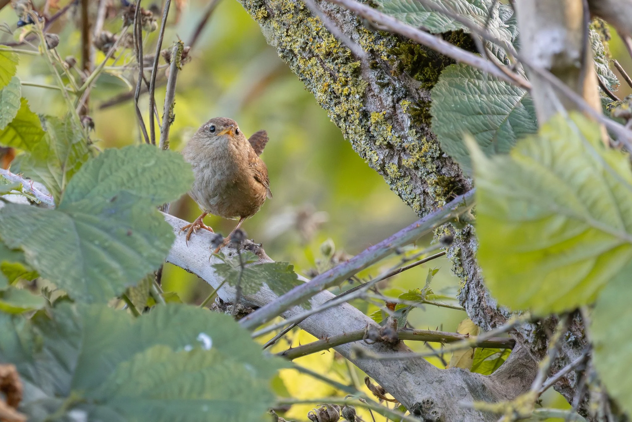 Wren