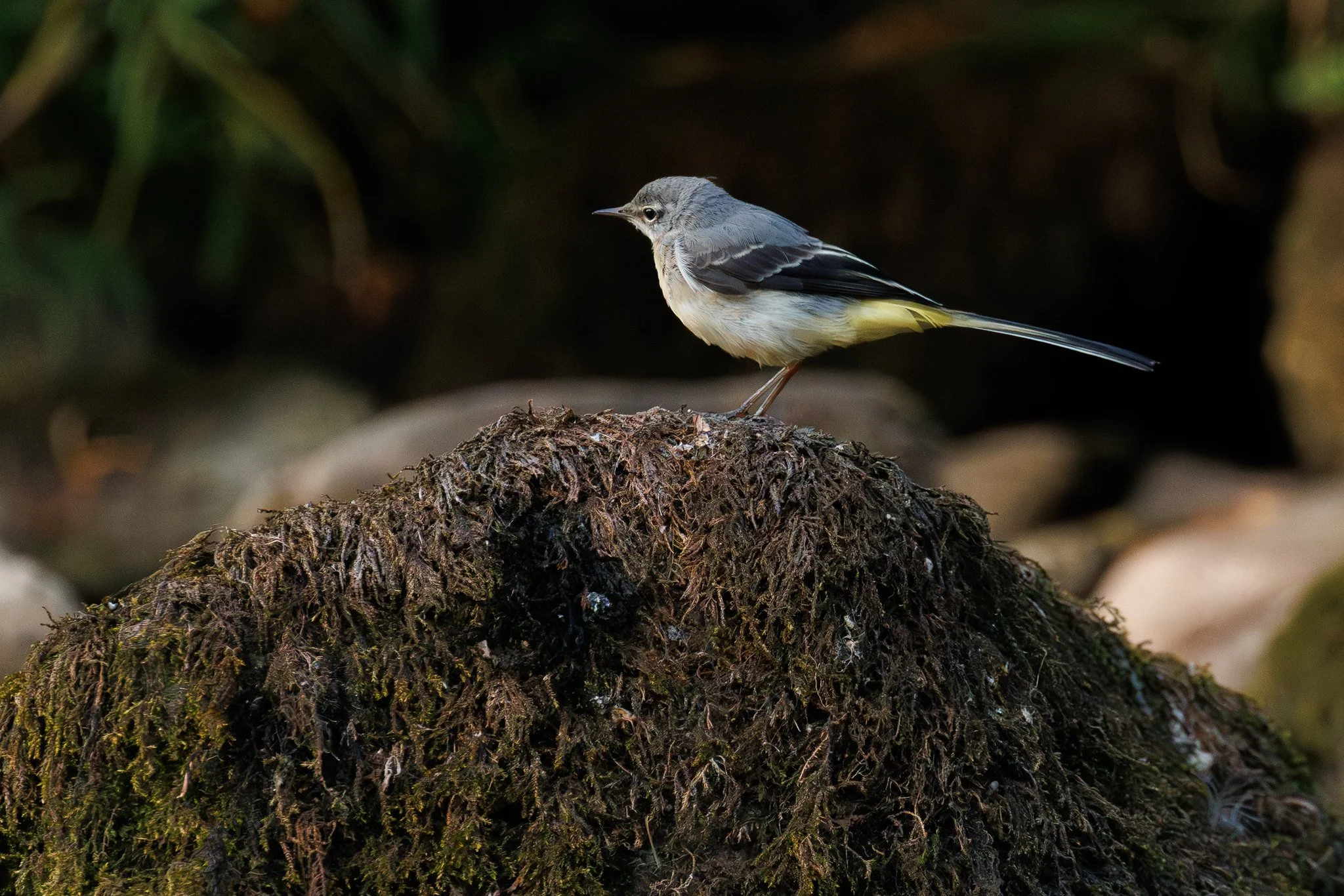 Grey Wagtail