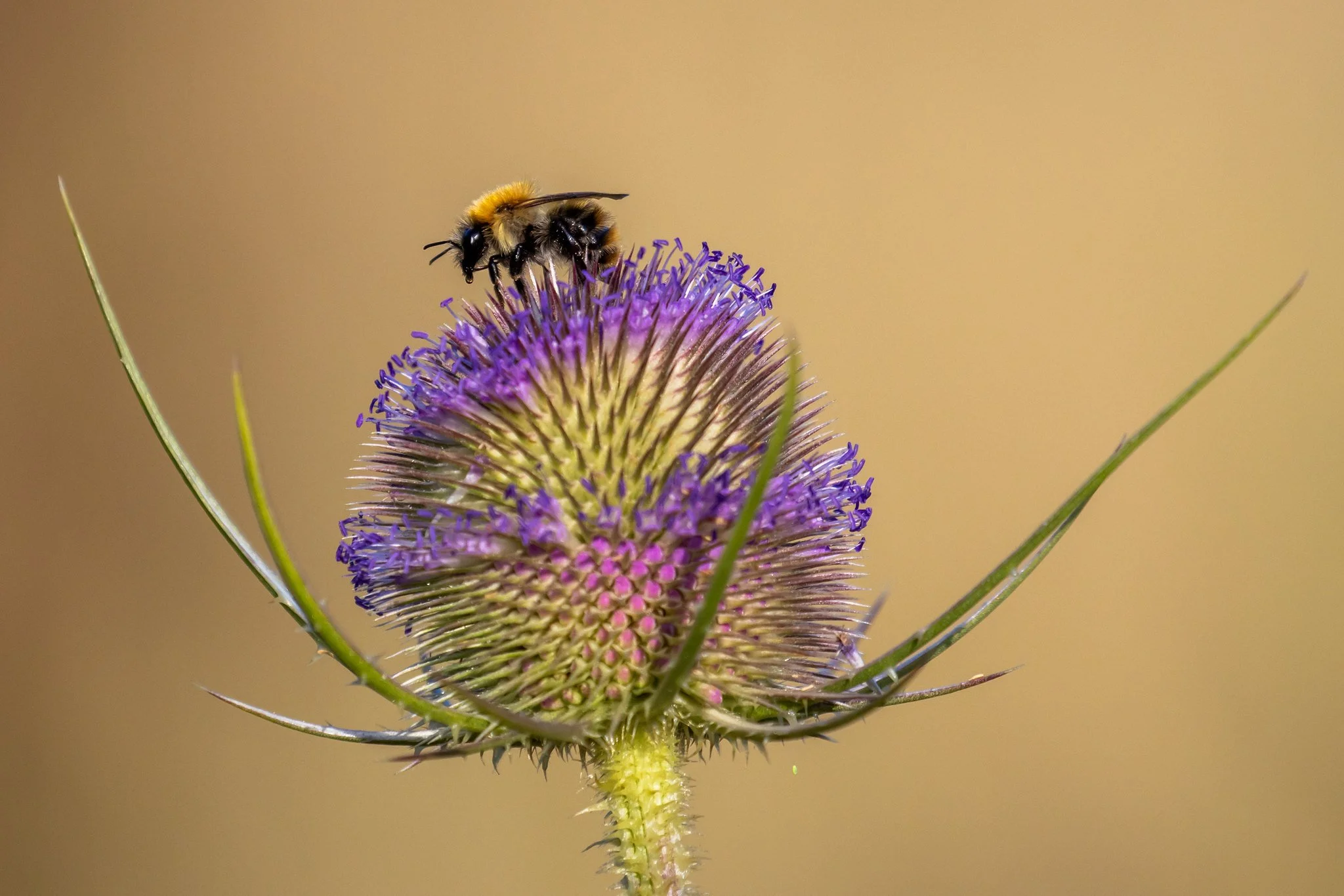 Common Carder Bee