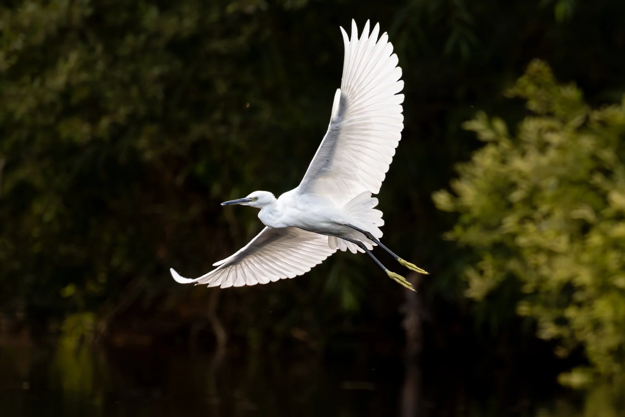 Little Egret