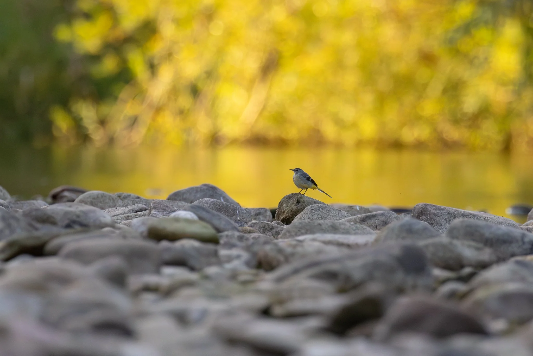 Grey Wagtail