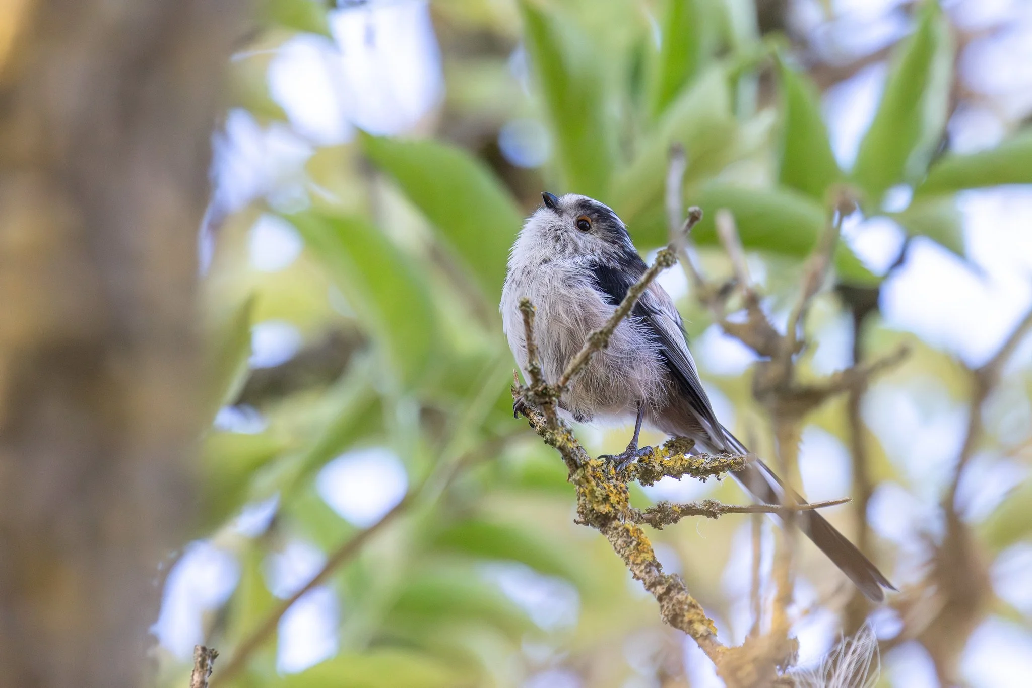 Long Tailed Tit