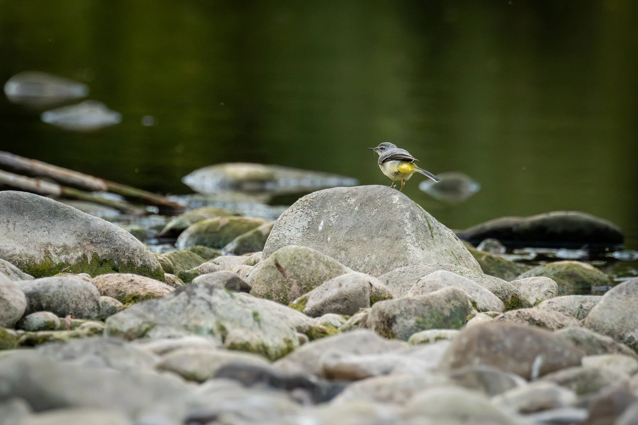 Grey Wagtail