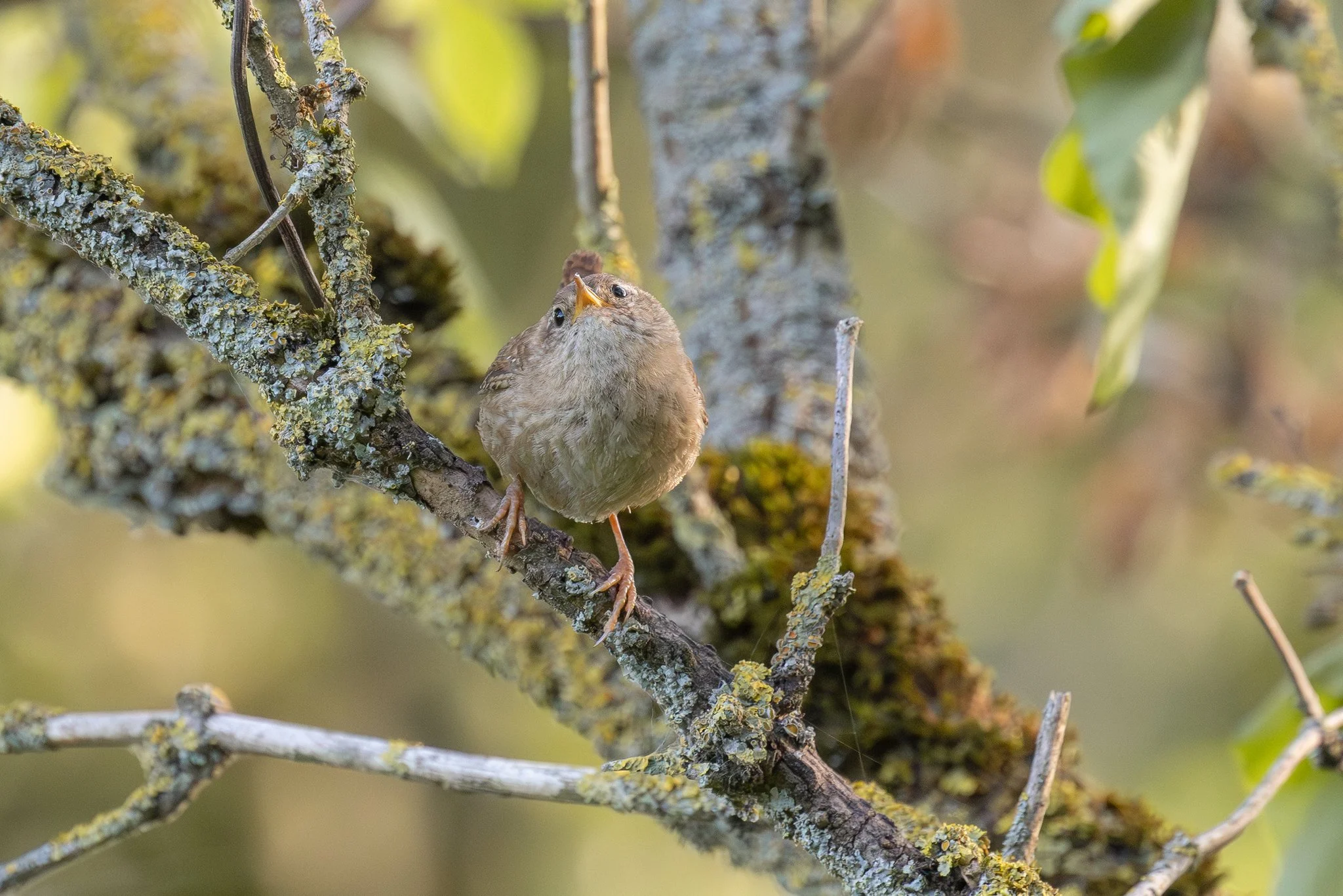Wren