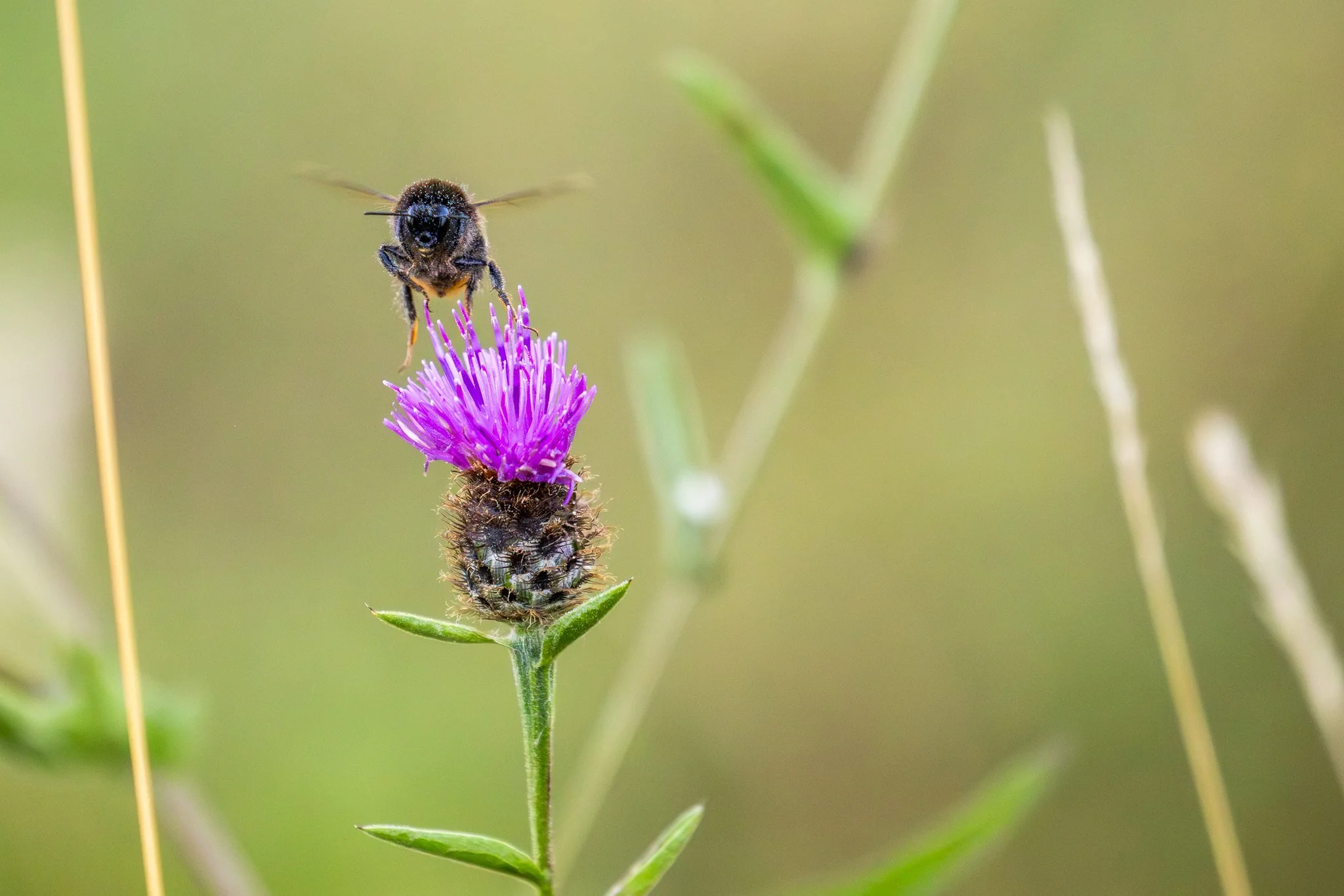 Red Mason Bee
