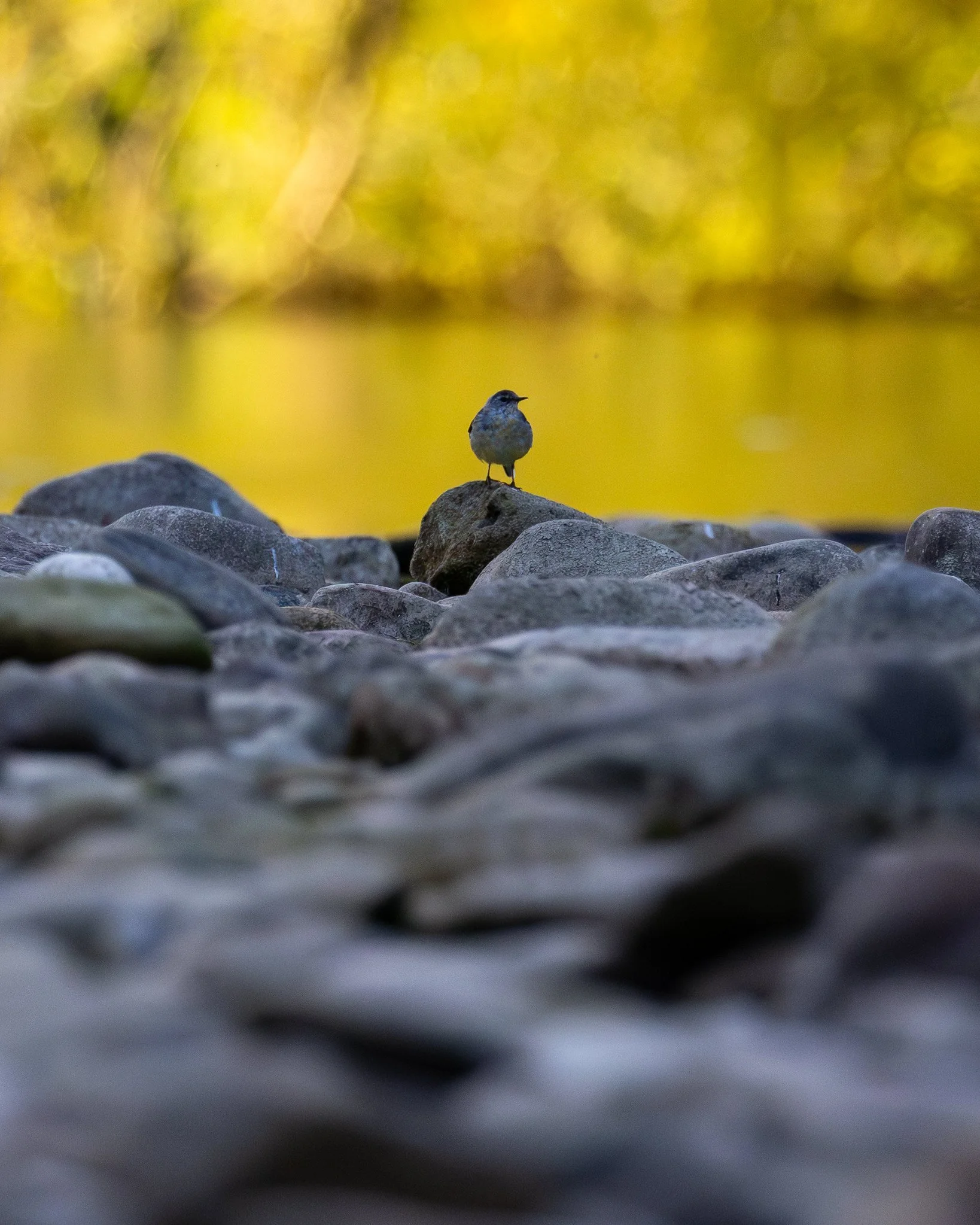 Grey Wagtail