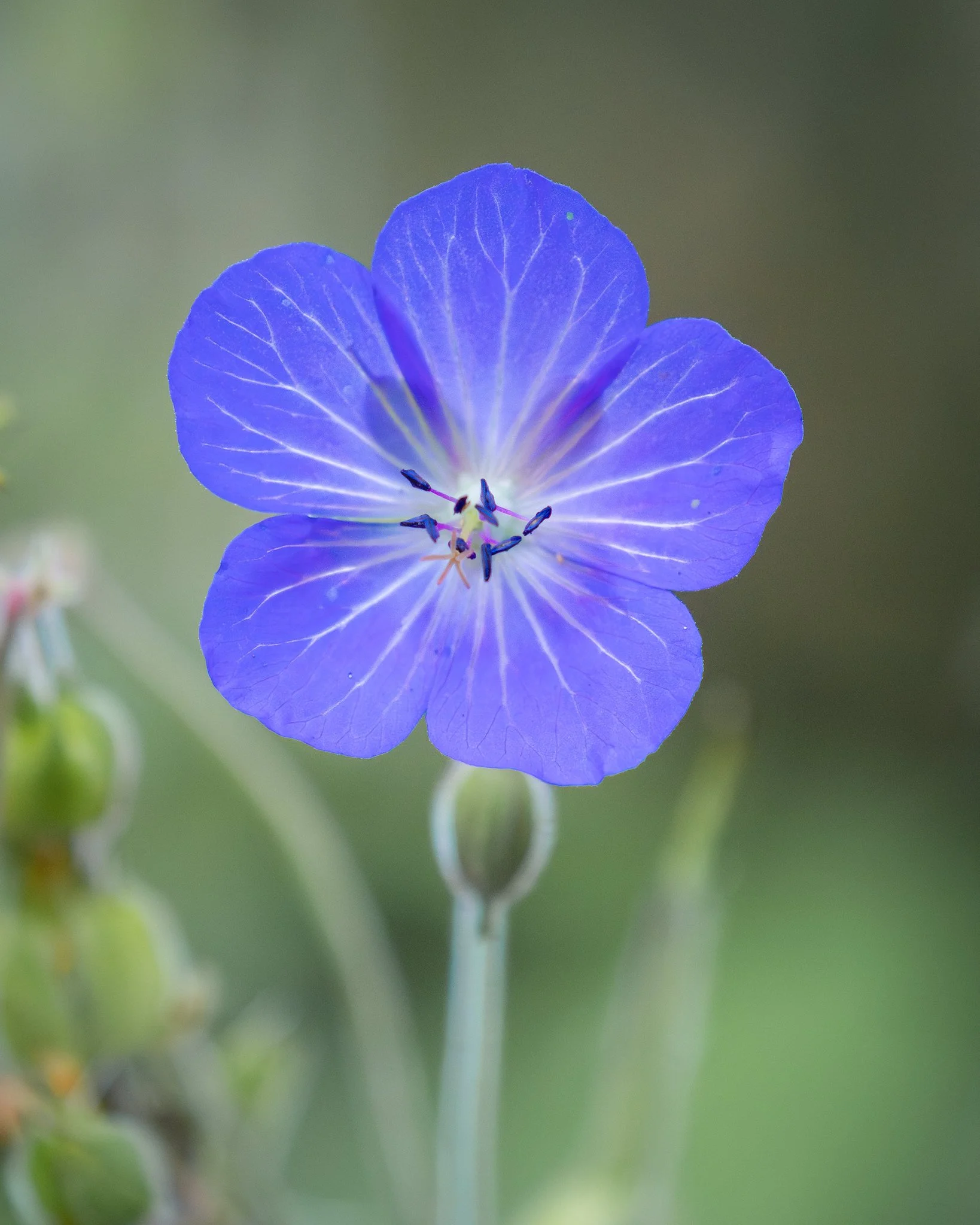Meadow Cranesbill