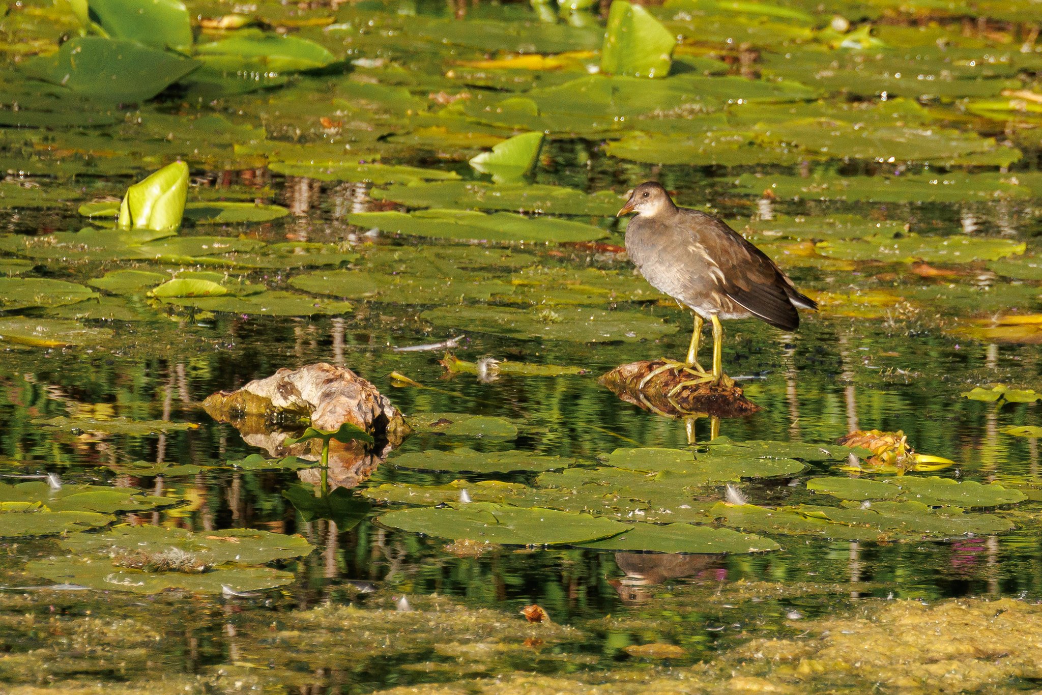 Moorhen