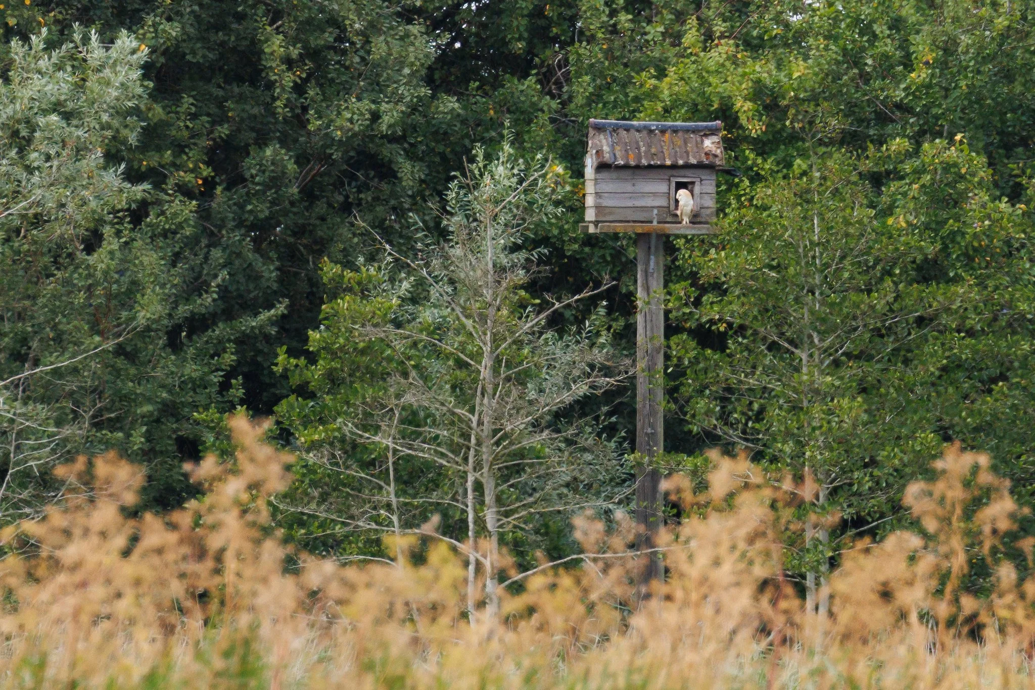 Barn Owl