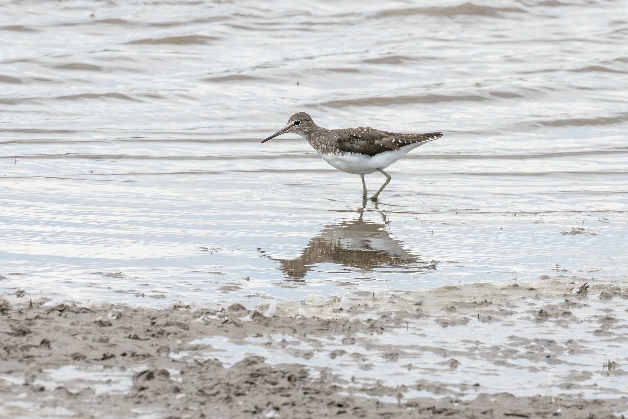 Green Sandpiper