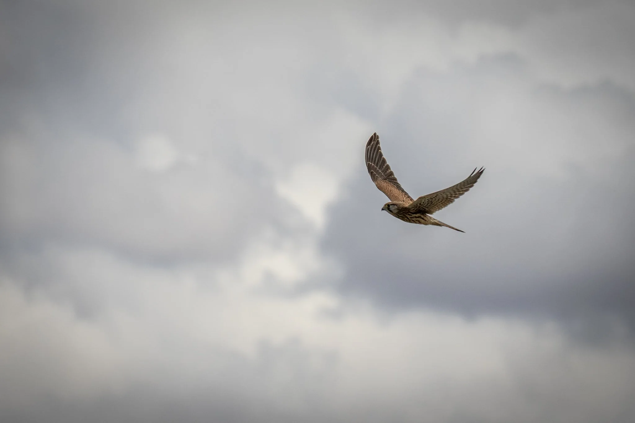 Kestrel