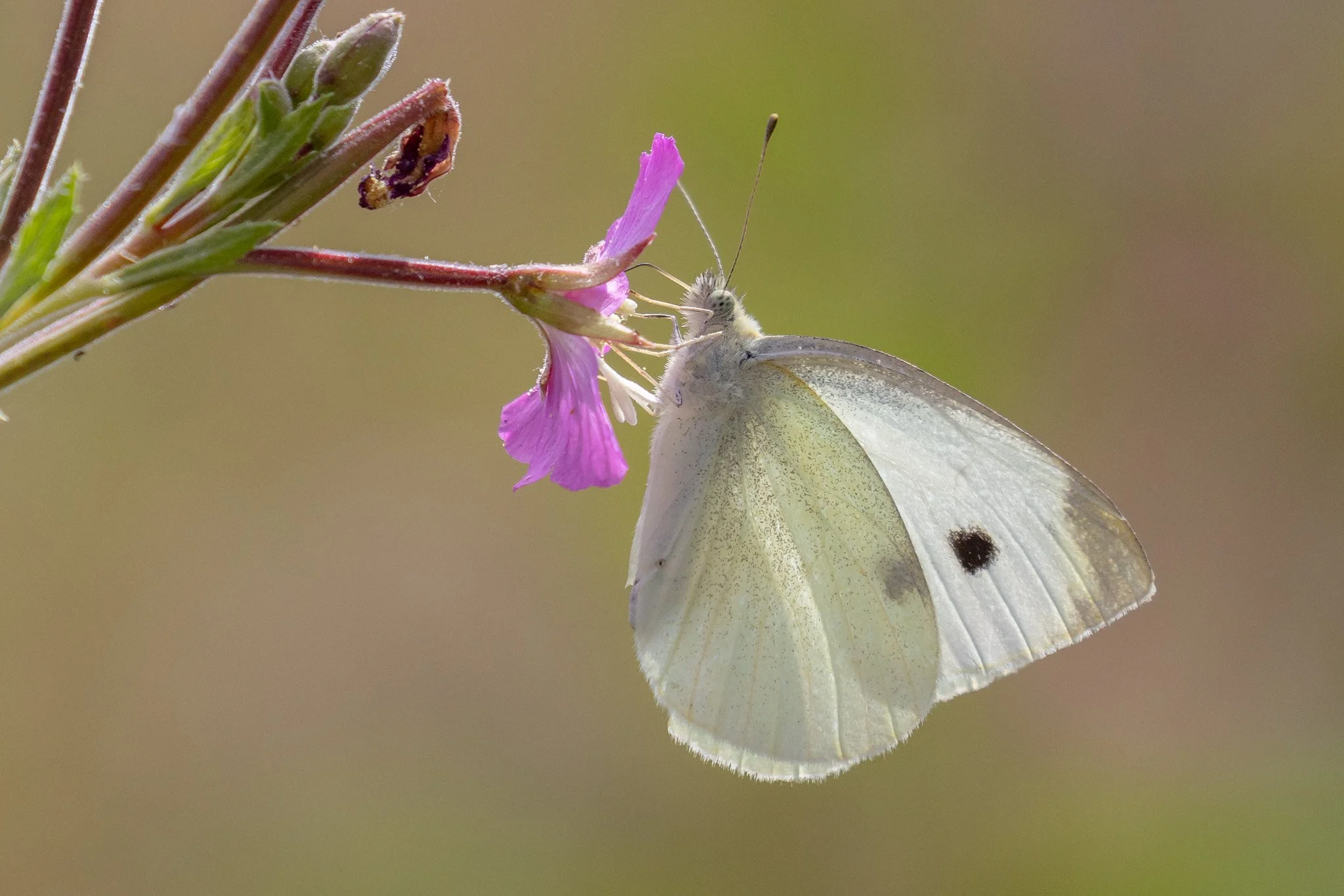 Cabage White Butterfly
