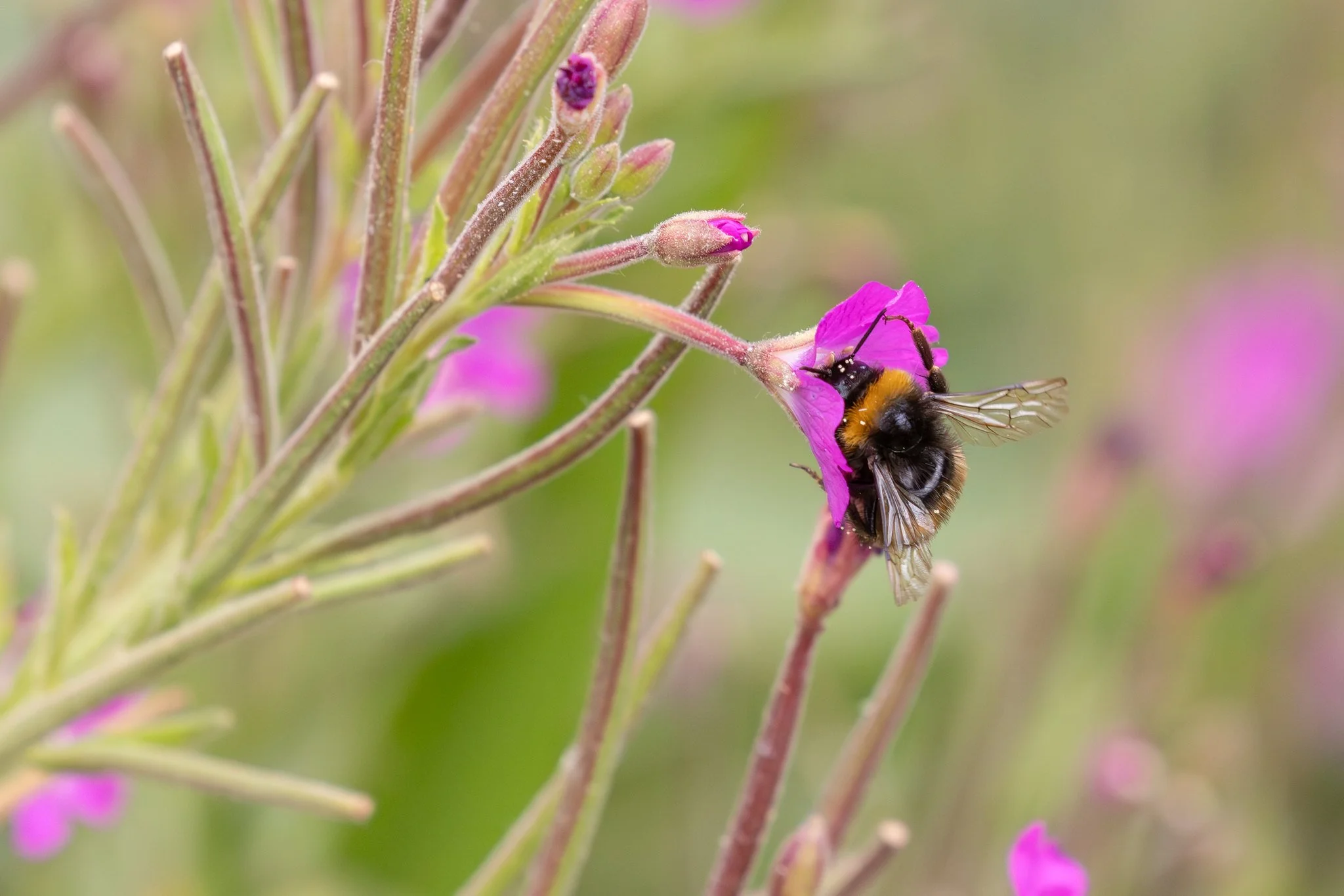 Buff Tailed Bumblebee