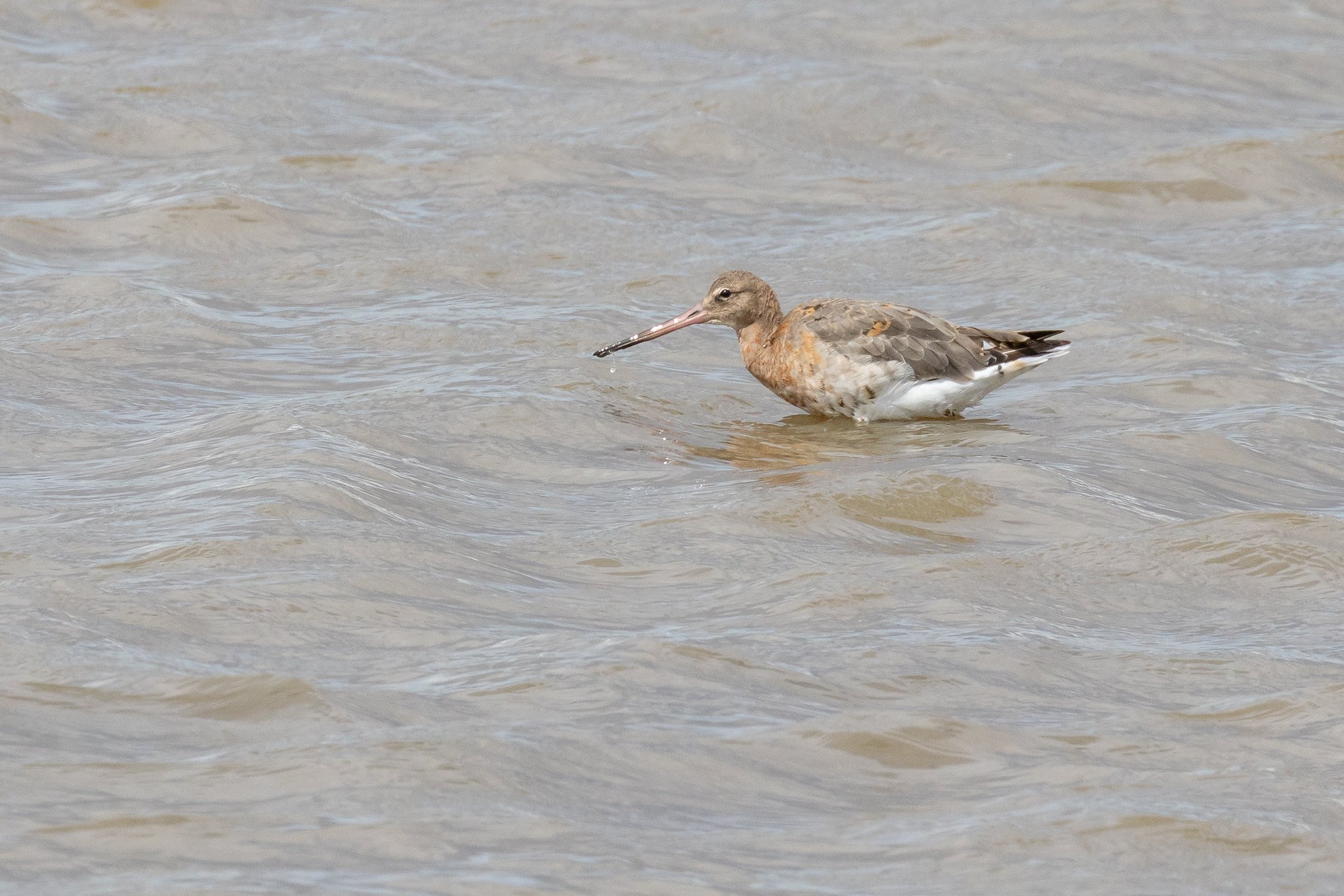 Black Tailed Godwit