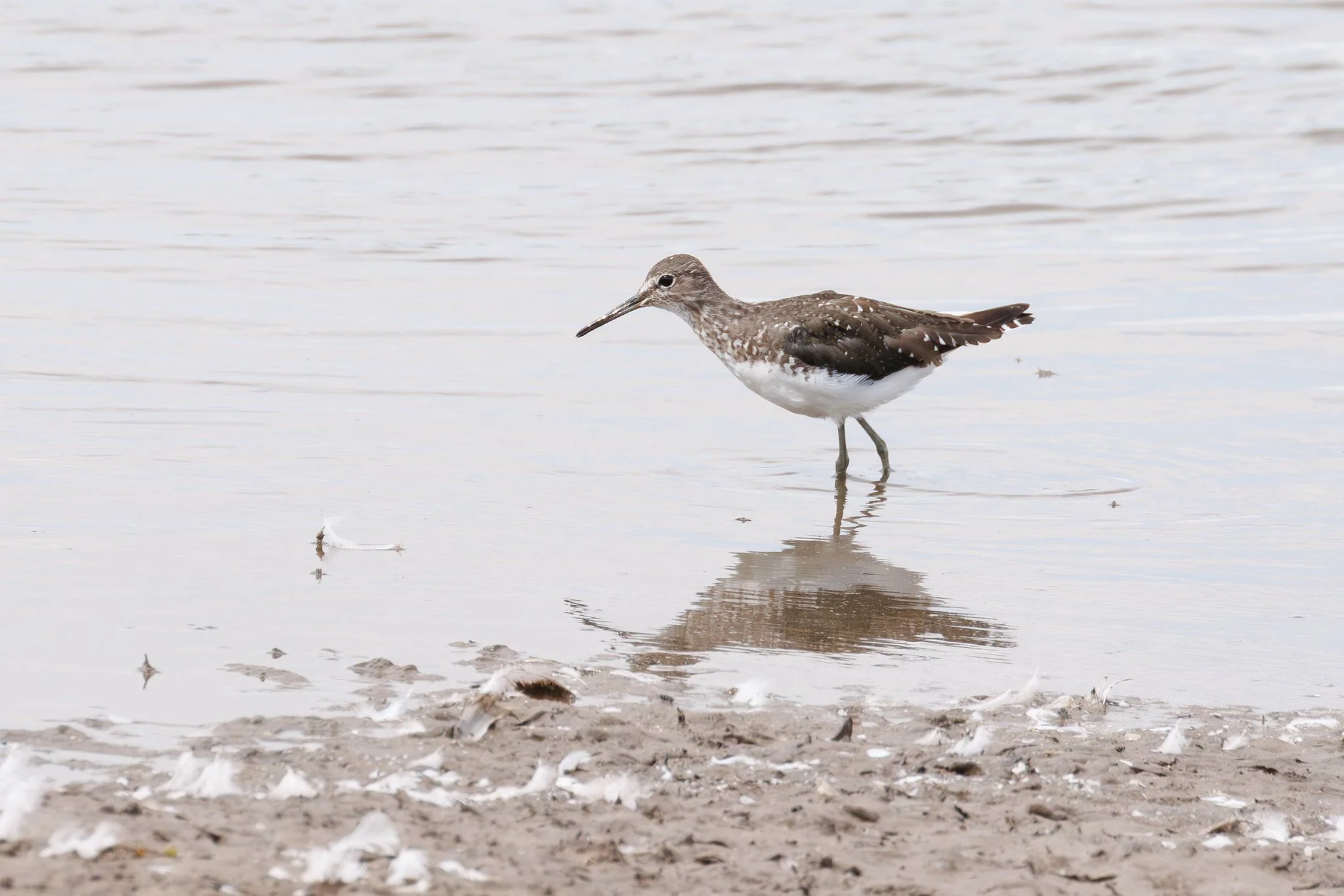 Green Sandpiper