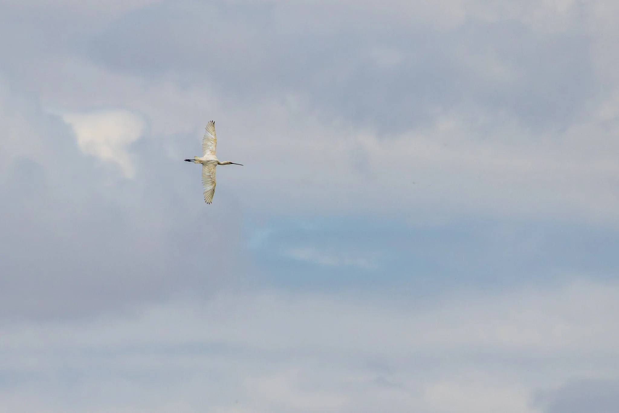 Spoonbill