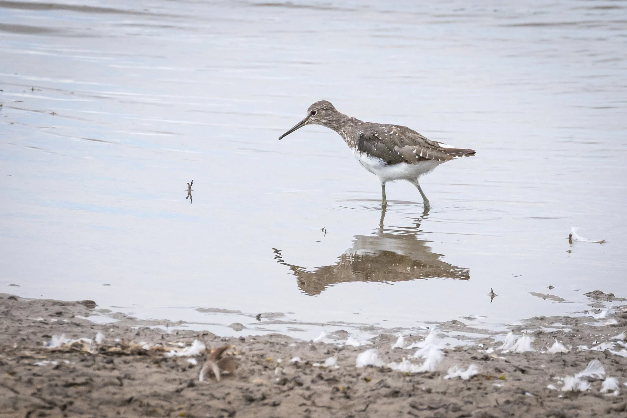 Green Sandpiper