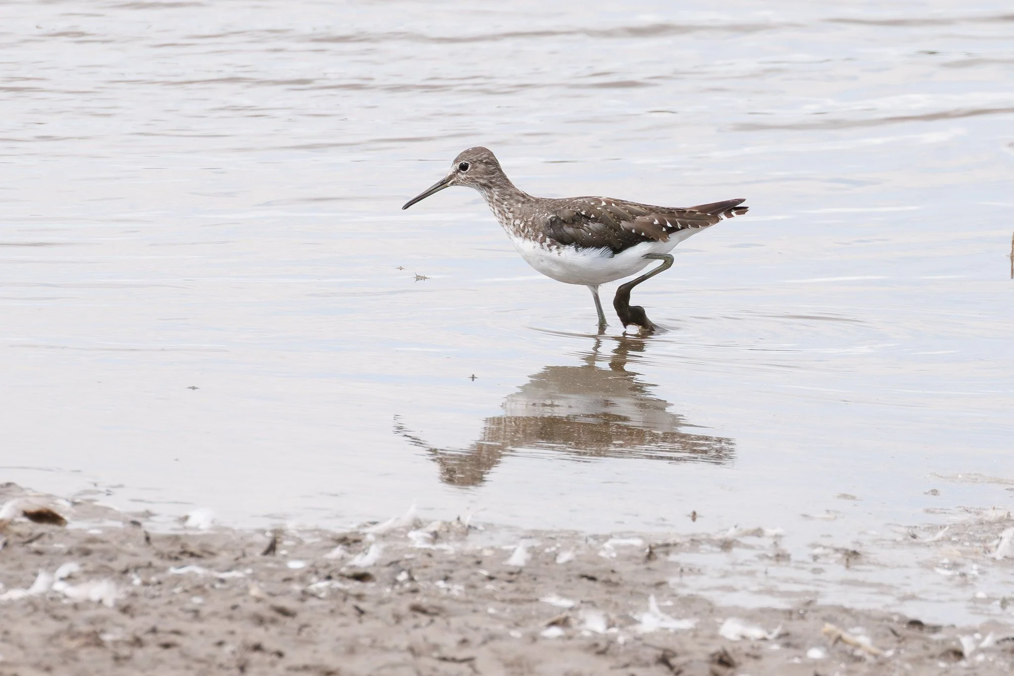 Green Sandpiper