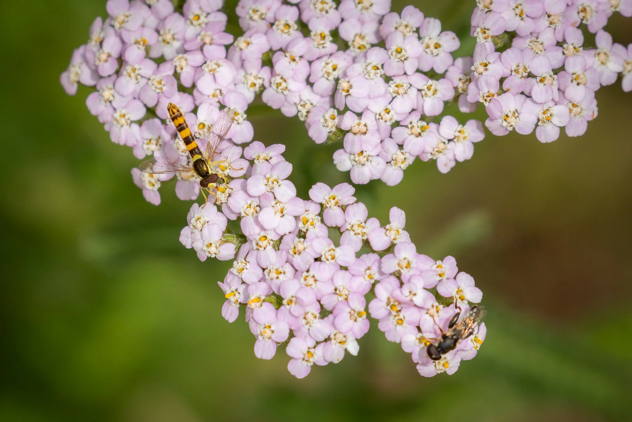 Long Hoverfly